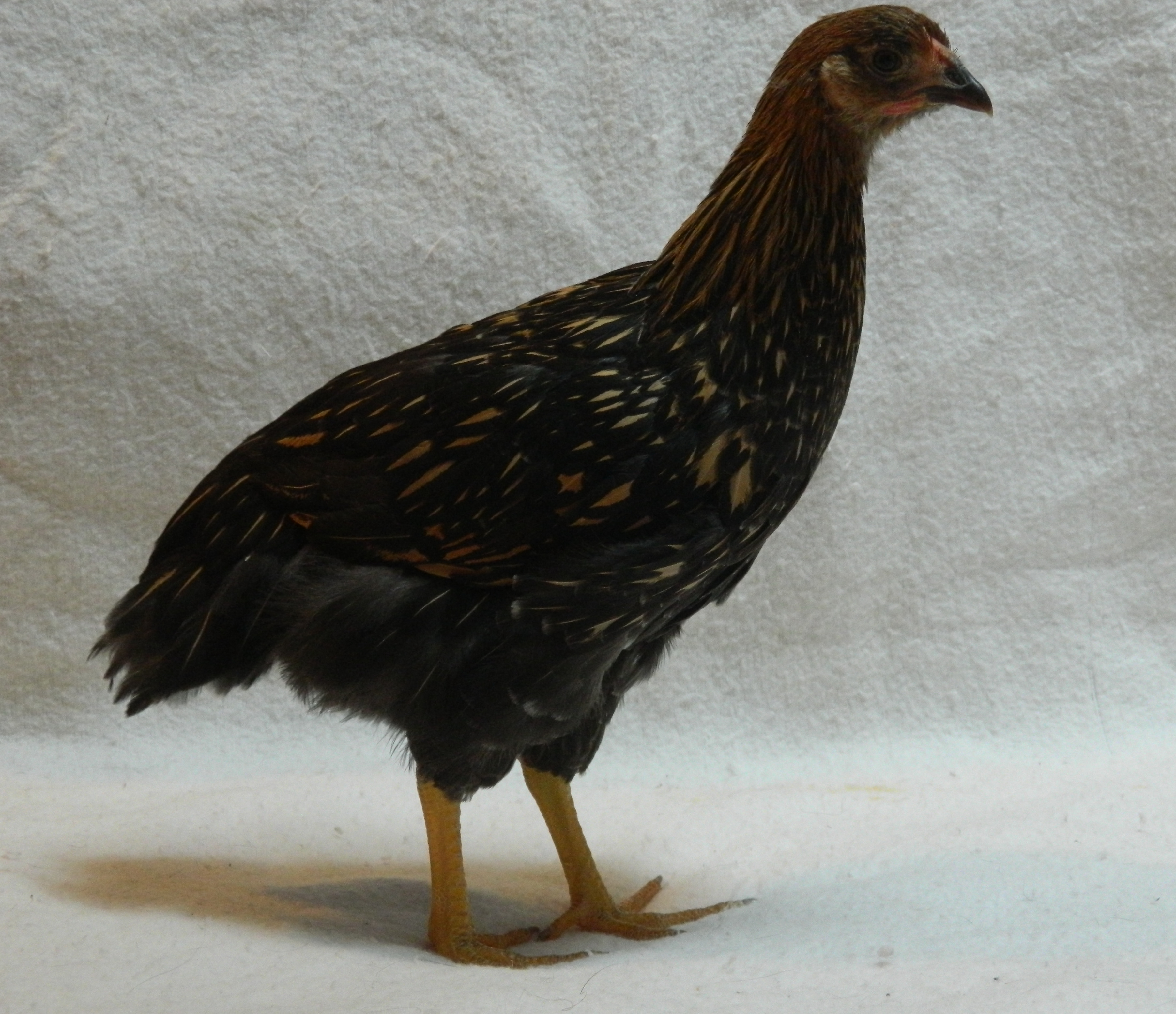 Golden laced wyondotte, 8 weeks old