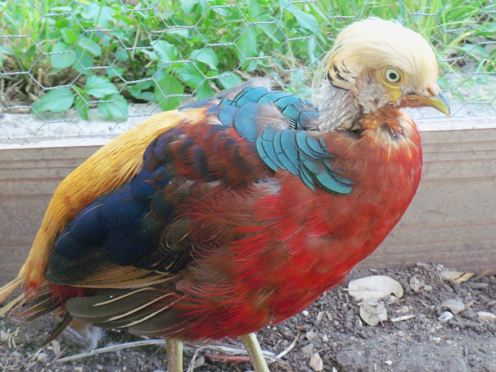 Golden molting