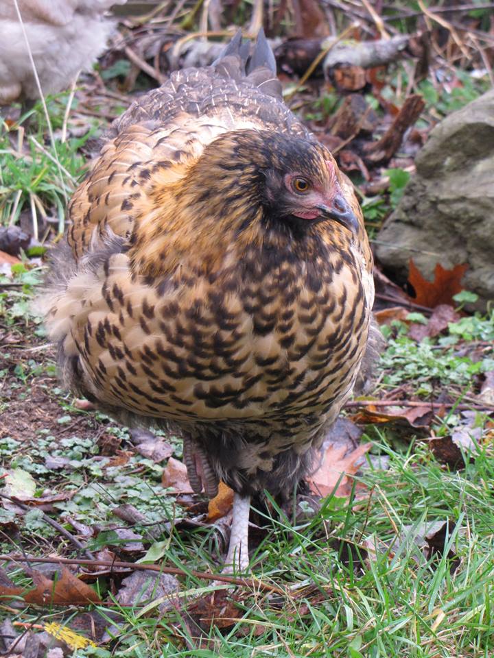 Golden Mottled orpington project bird.