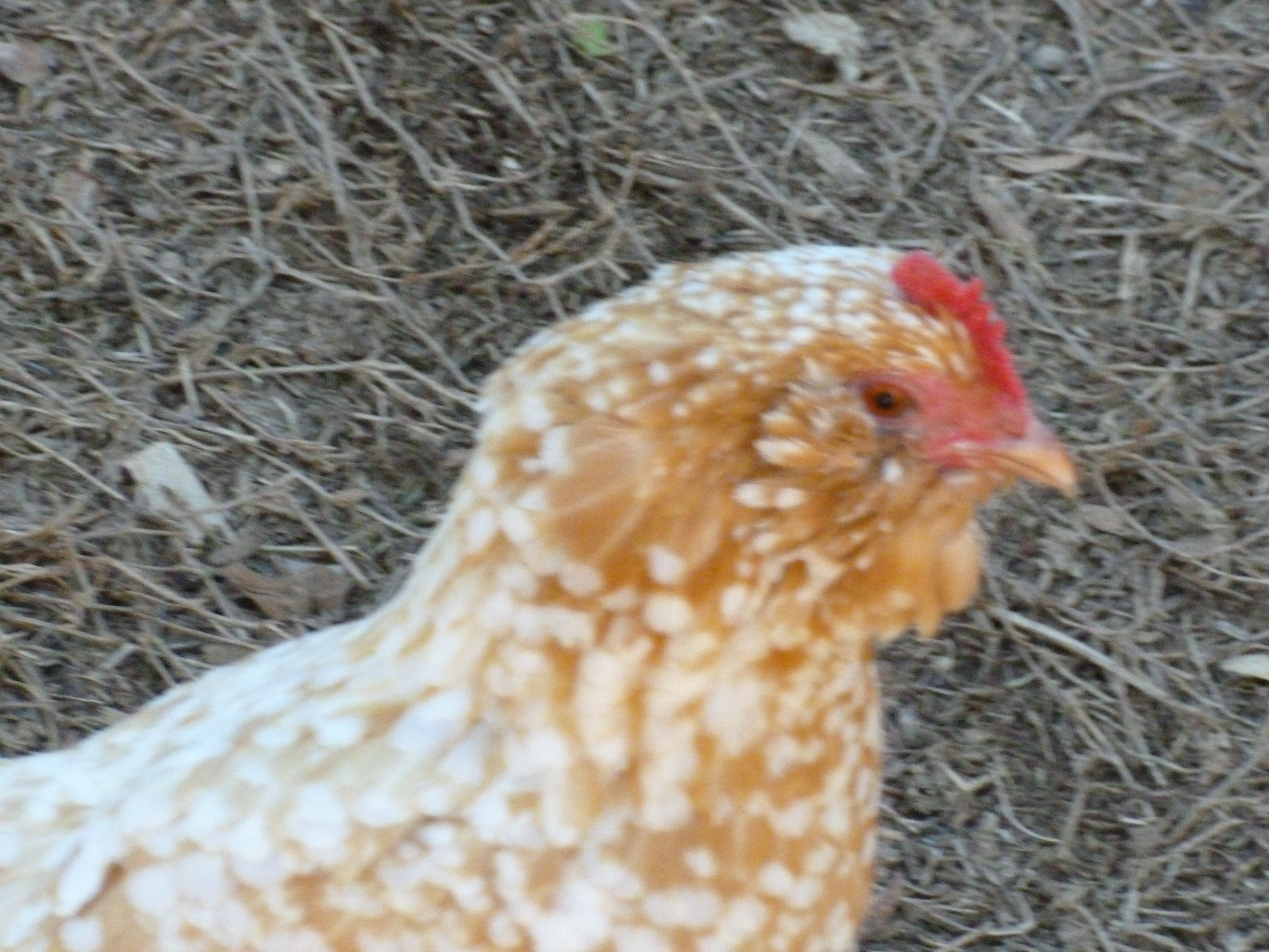 Golden-neck D'uccles hen
