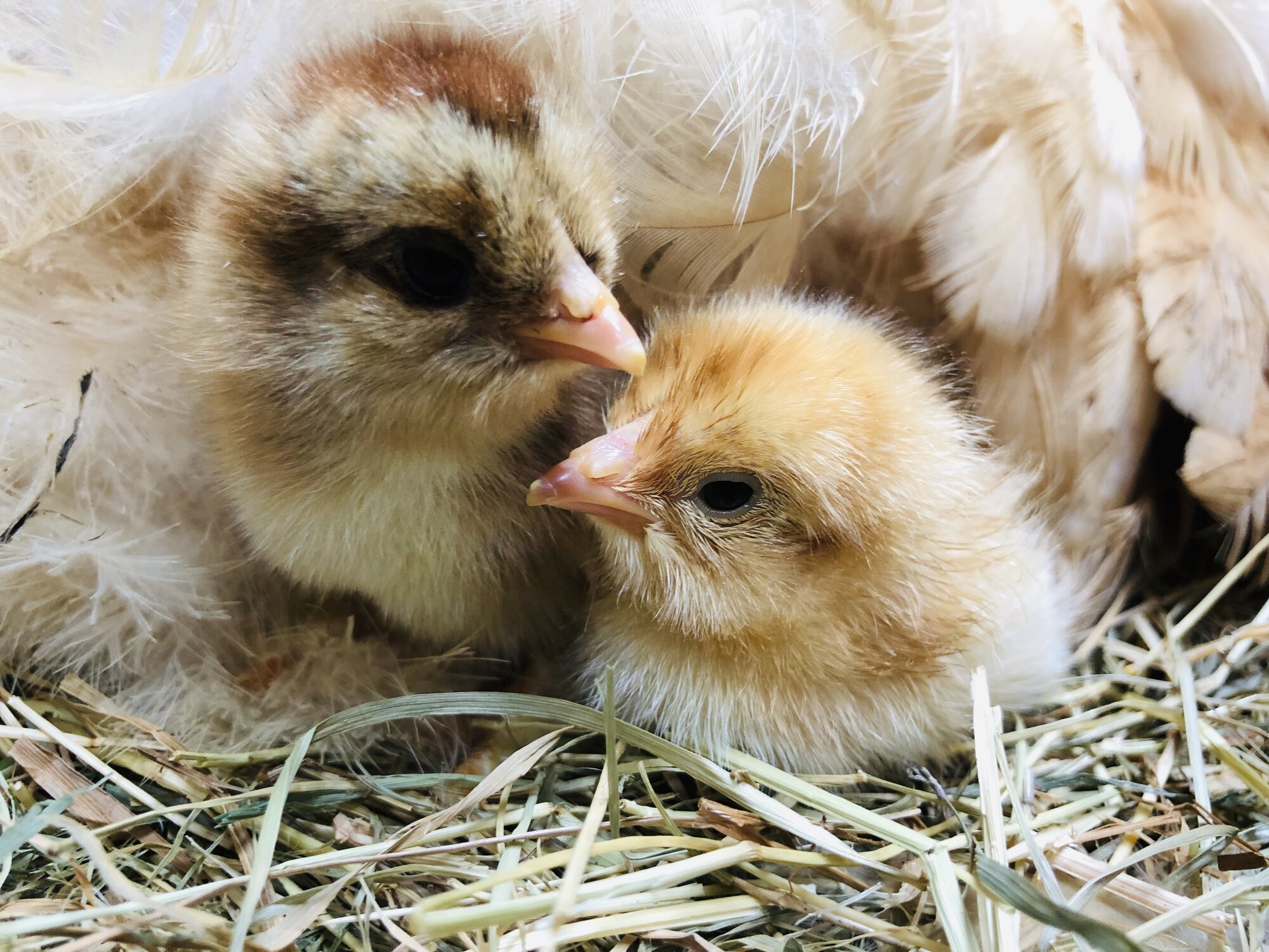 Golden partridge and blue buff columbian brahma chicks