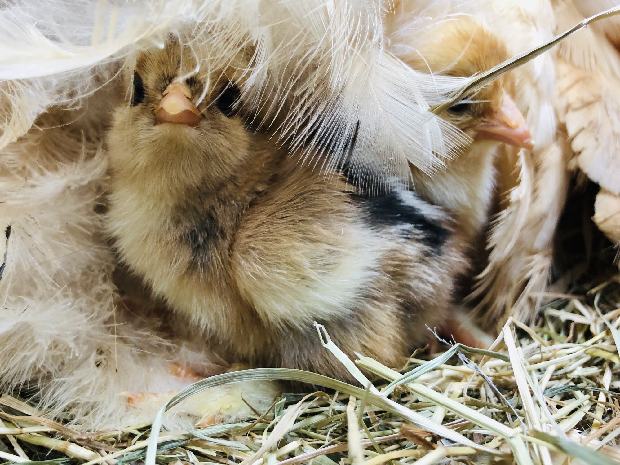 Golden partridge and blue buff columbian brahma chicks