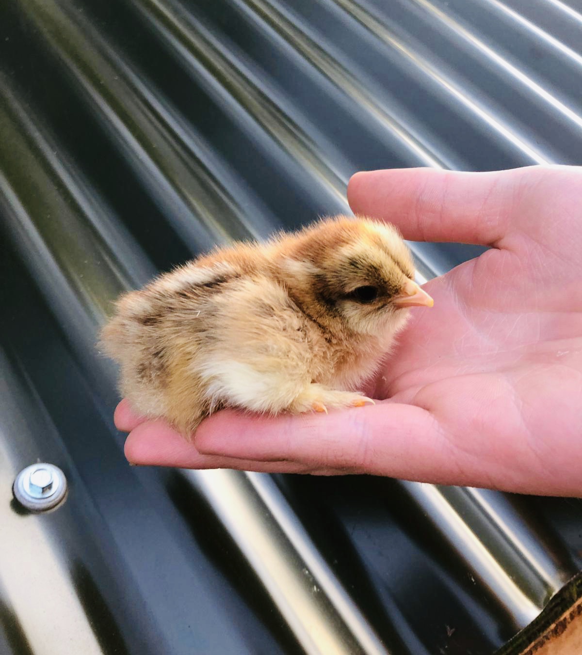 Golden partridge Brahma chick