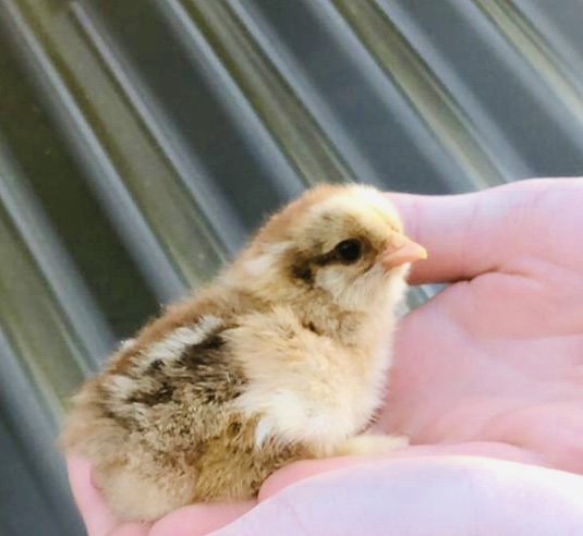 Golden partridge Brahma chick