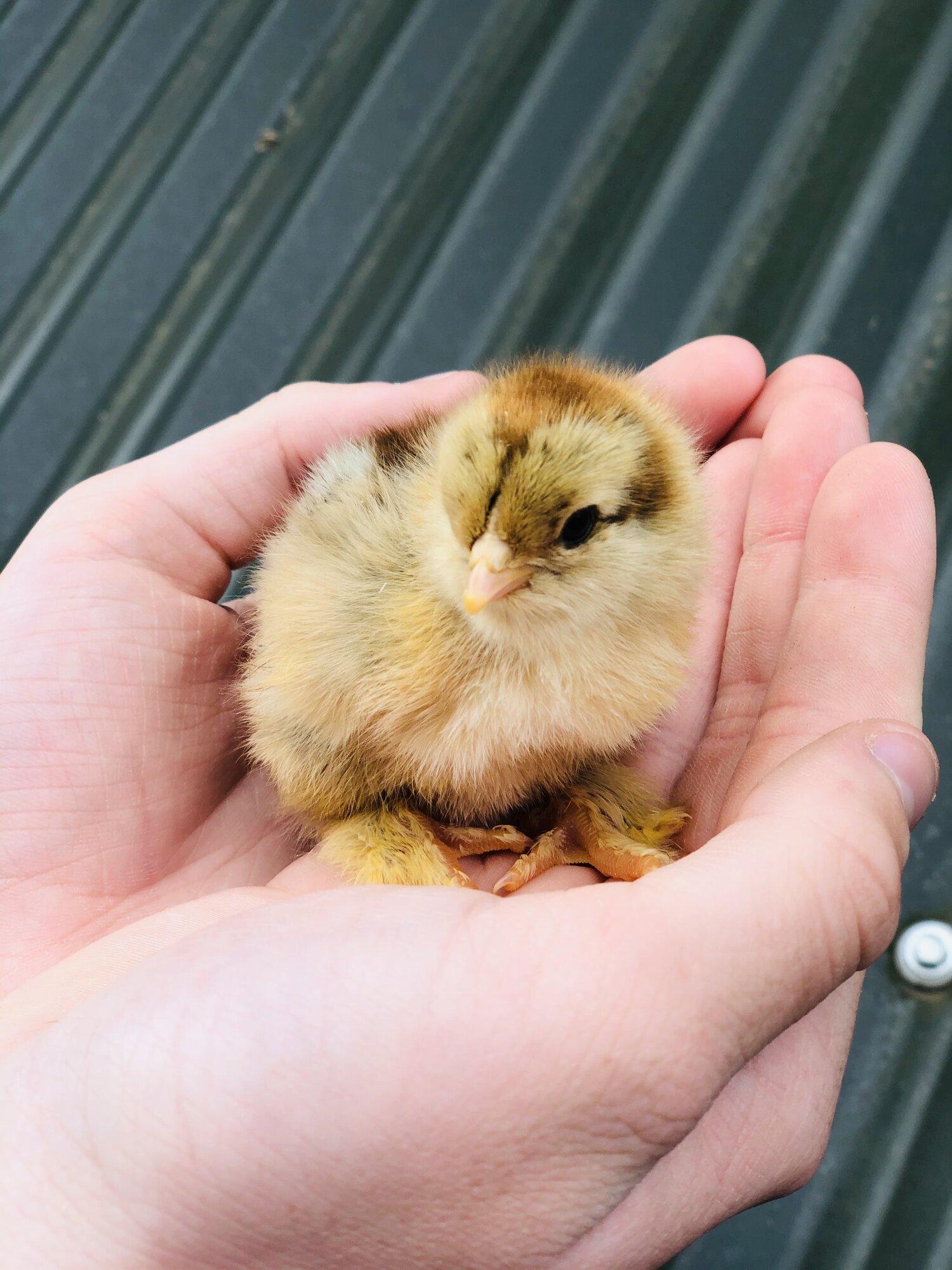 Golden Partridge Brahma chick