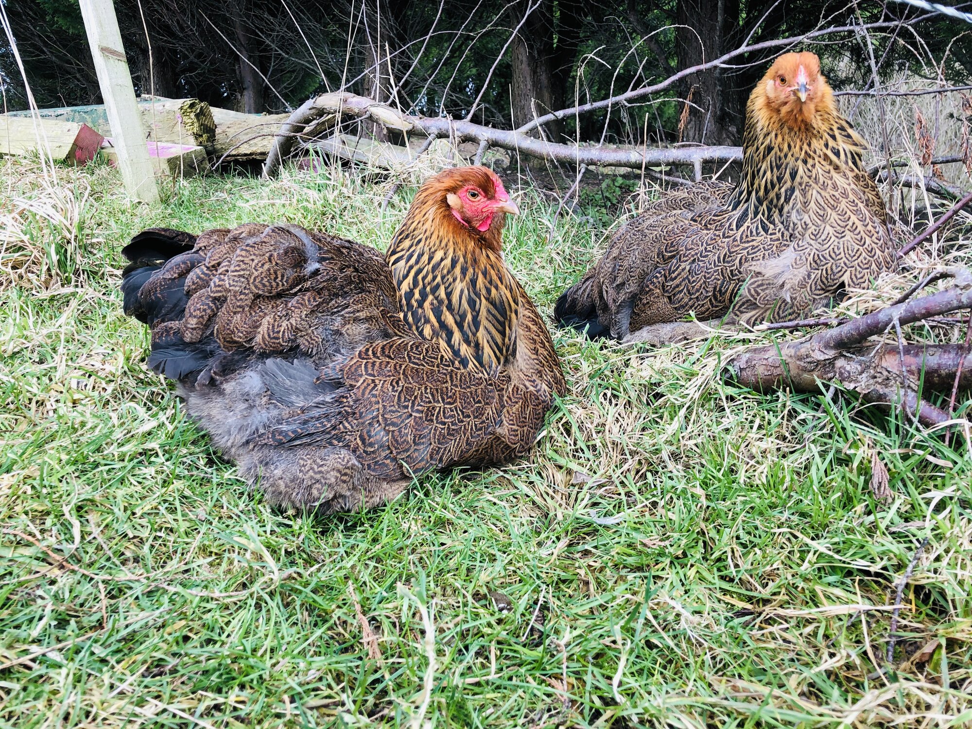 Golden partridge Brahma Hens.