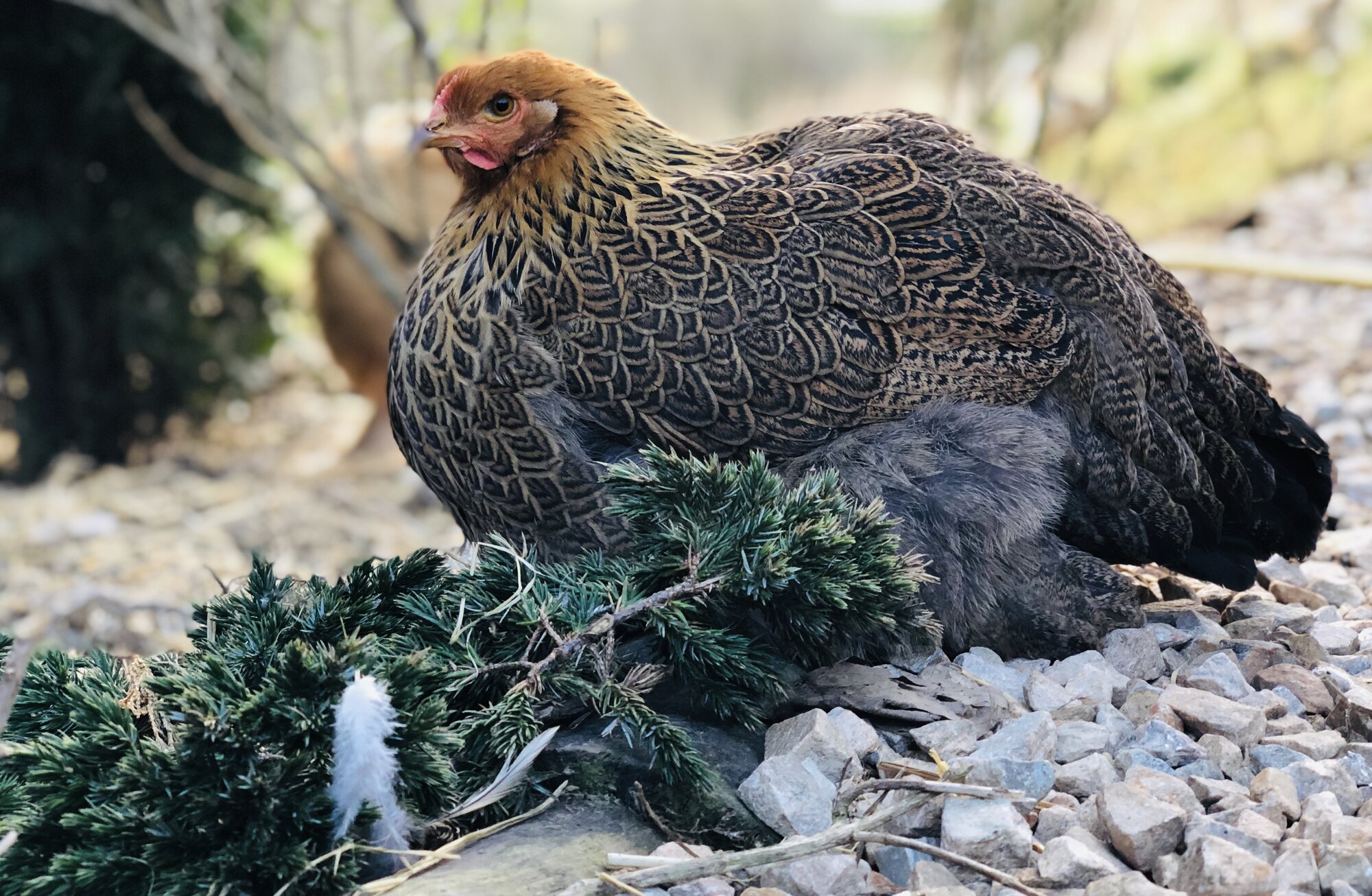 Golden Partridge Brahma Pullet.