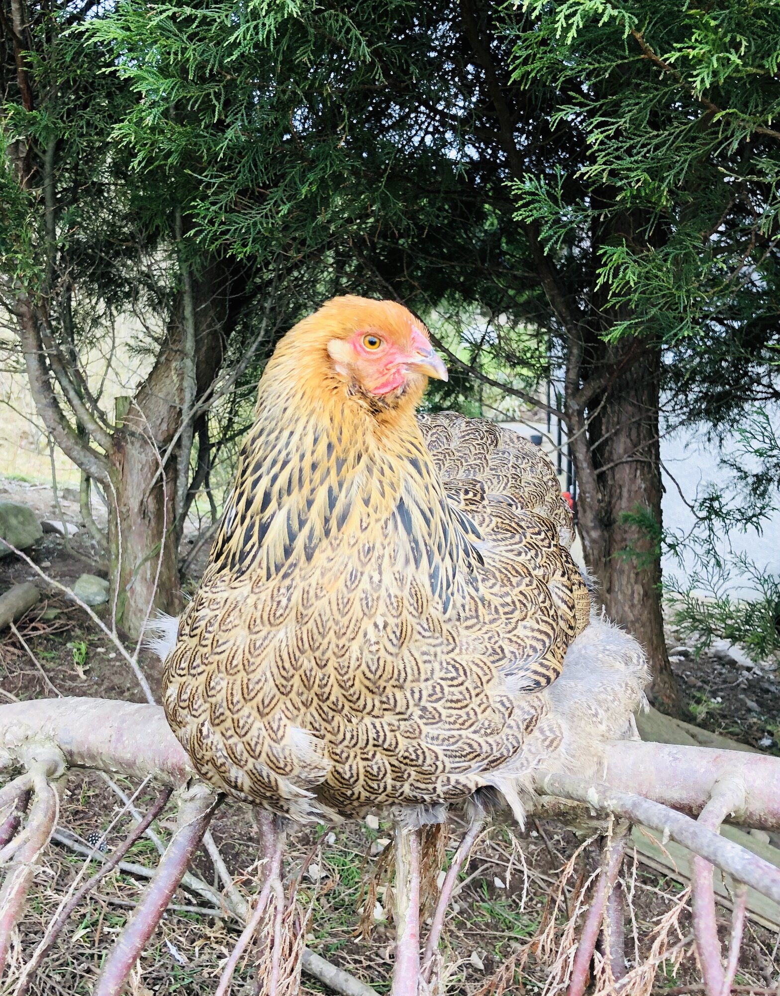 Golden partridge Brahma young pullet