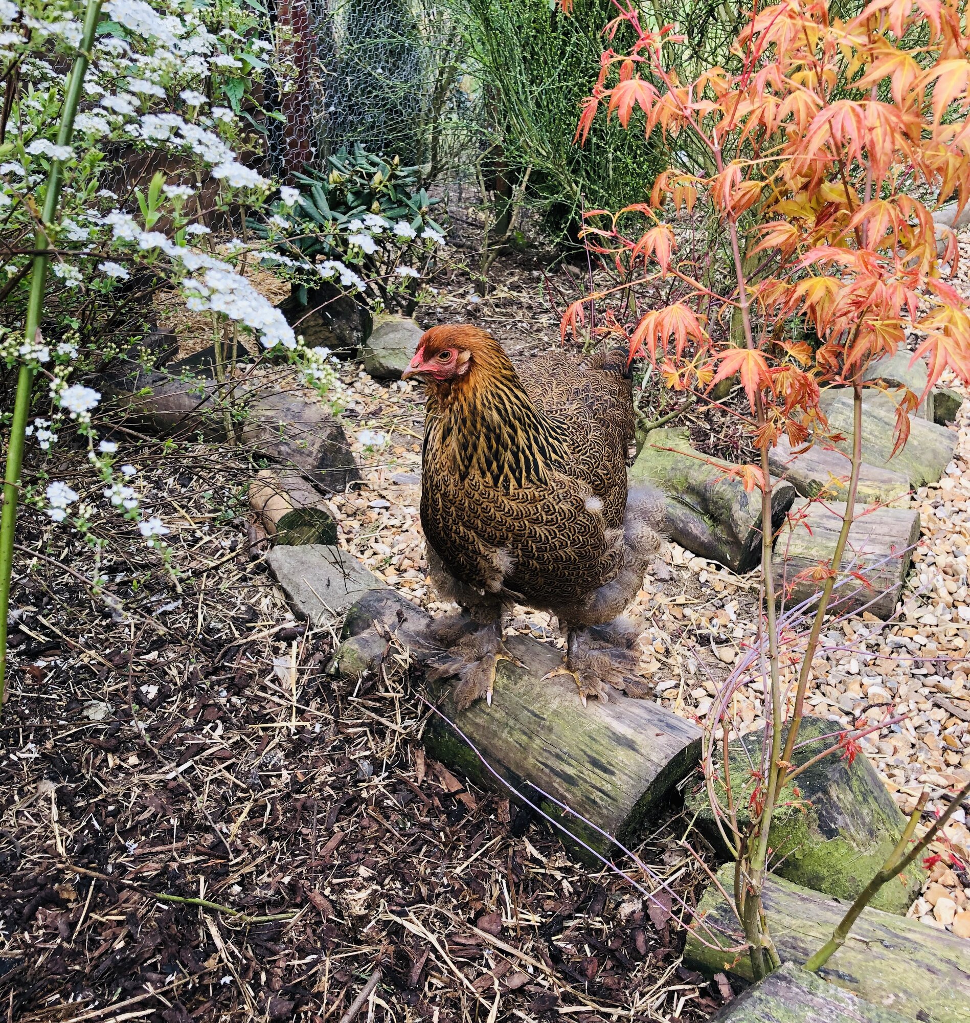 Golden partridge Brahma