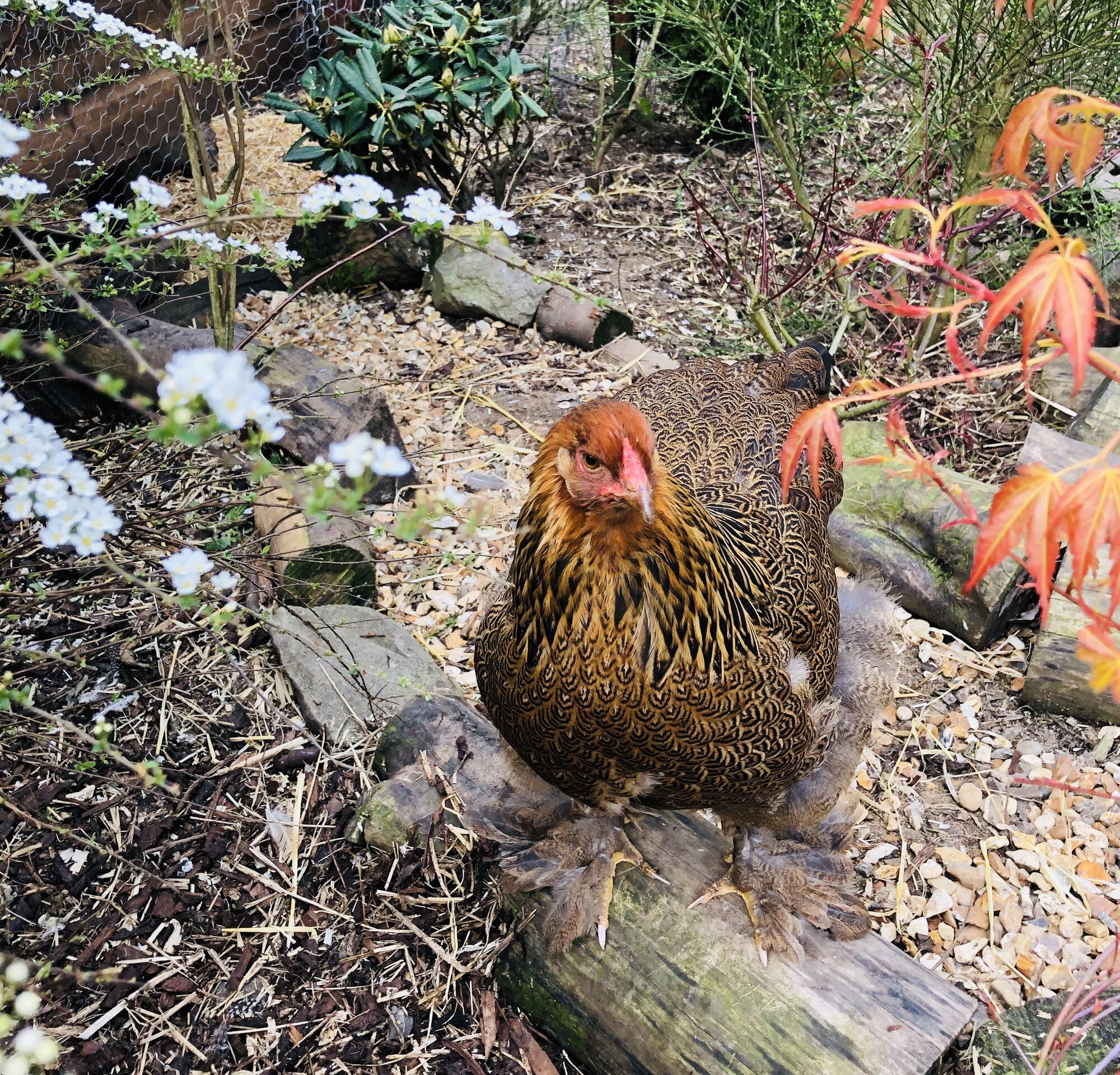 Golden partridge Brahma