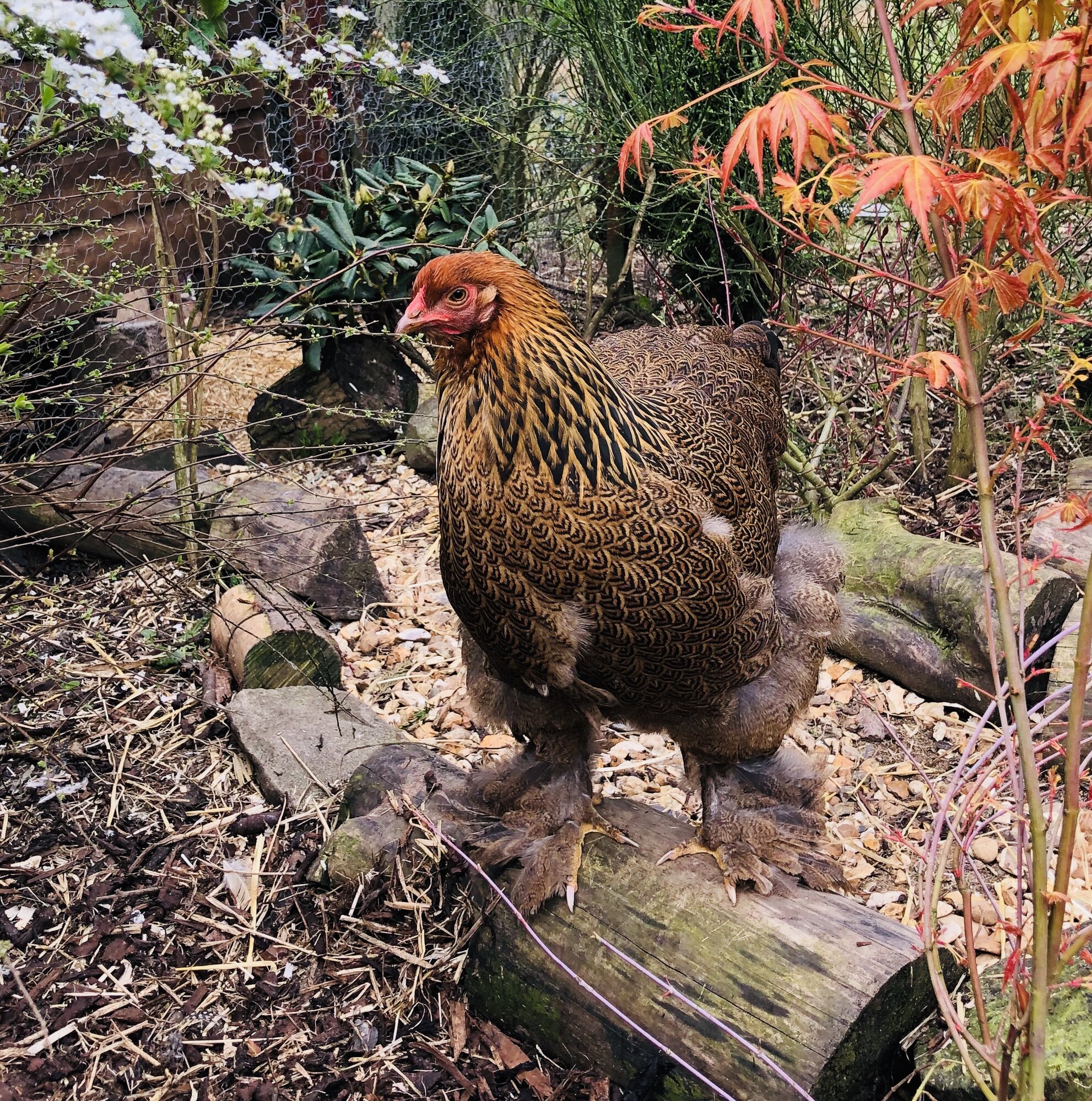 Golden partridge Brahma