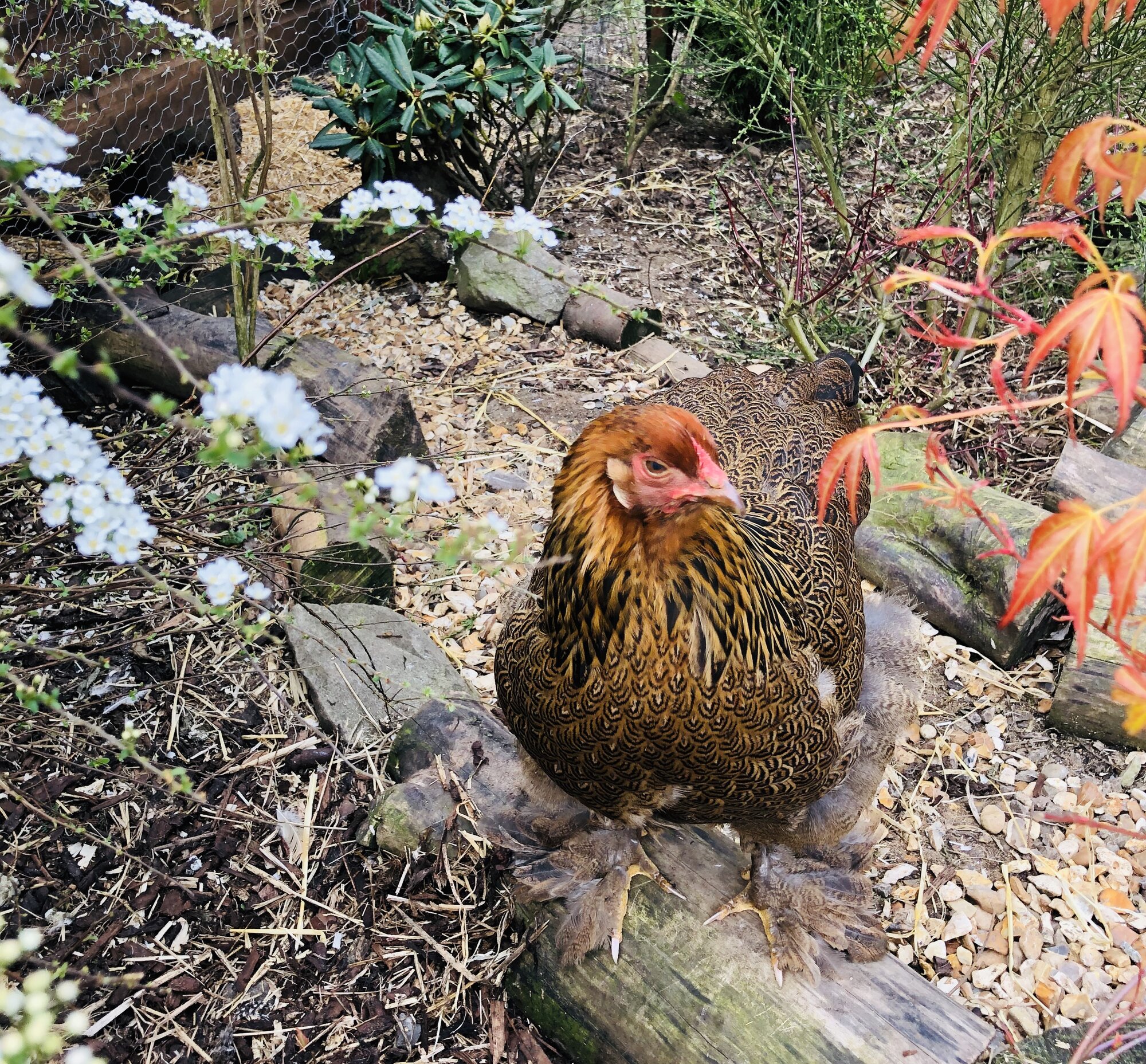 Golden partridge Brahma