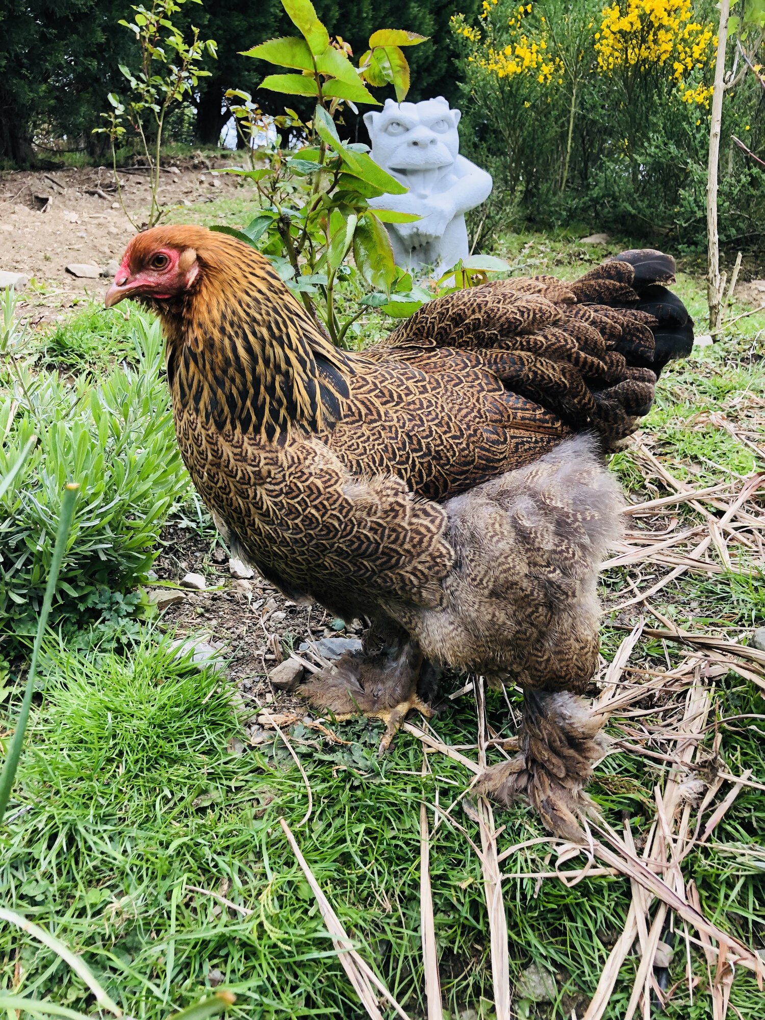 Golden partridge Brahma