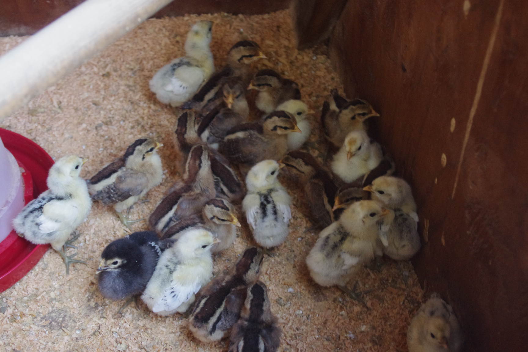 golden phoenix and appenzeller spitzhauben chicks