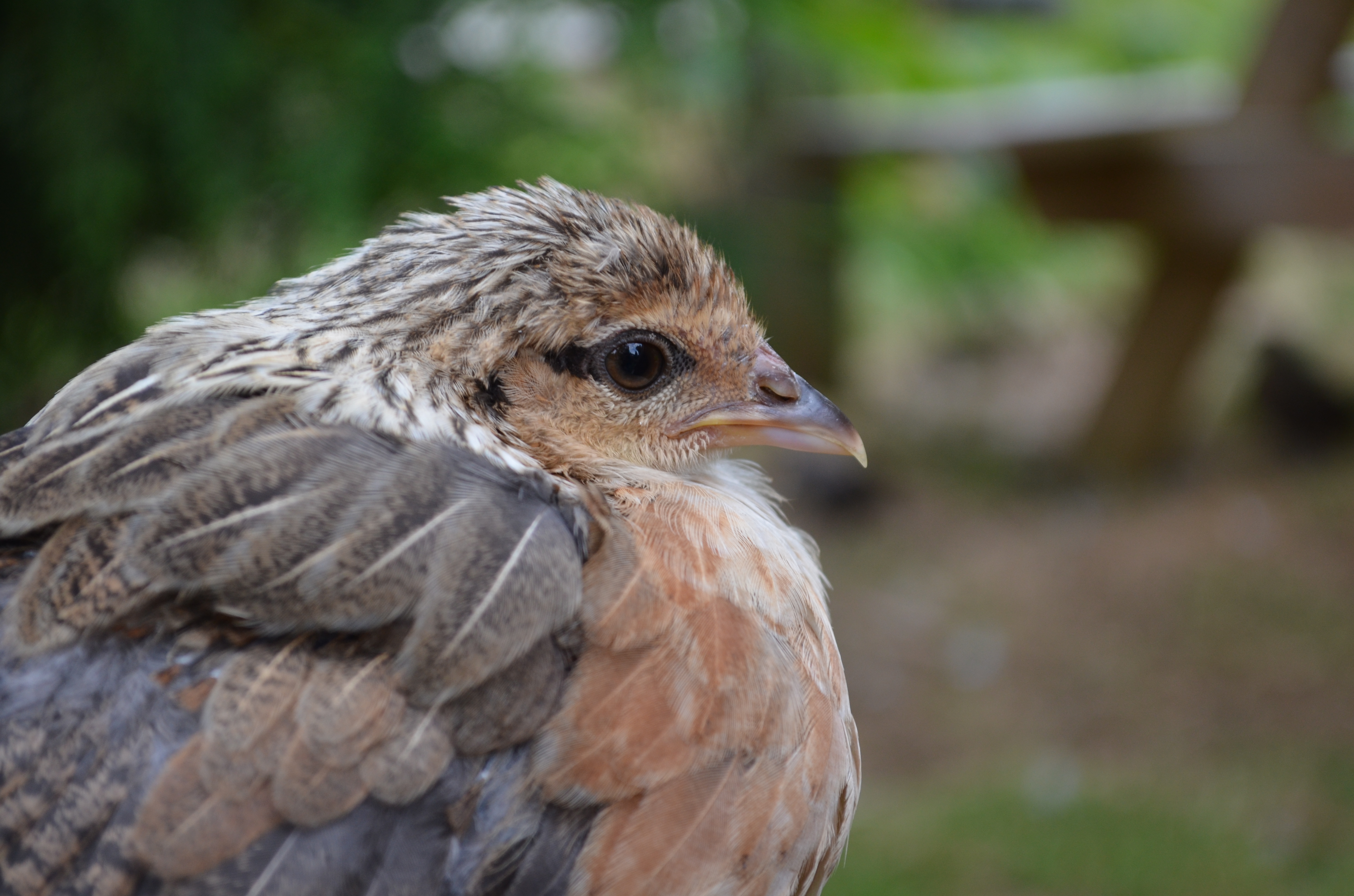golden phoenix chick (girl)