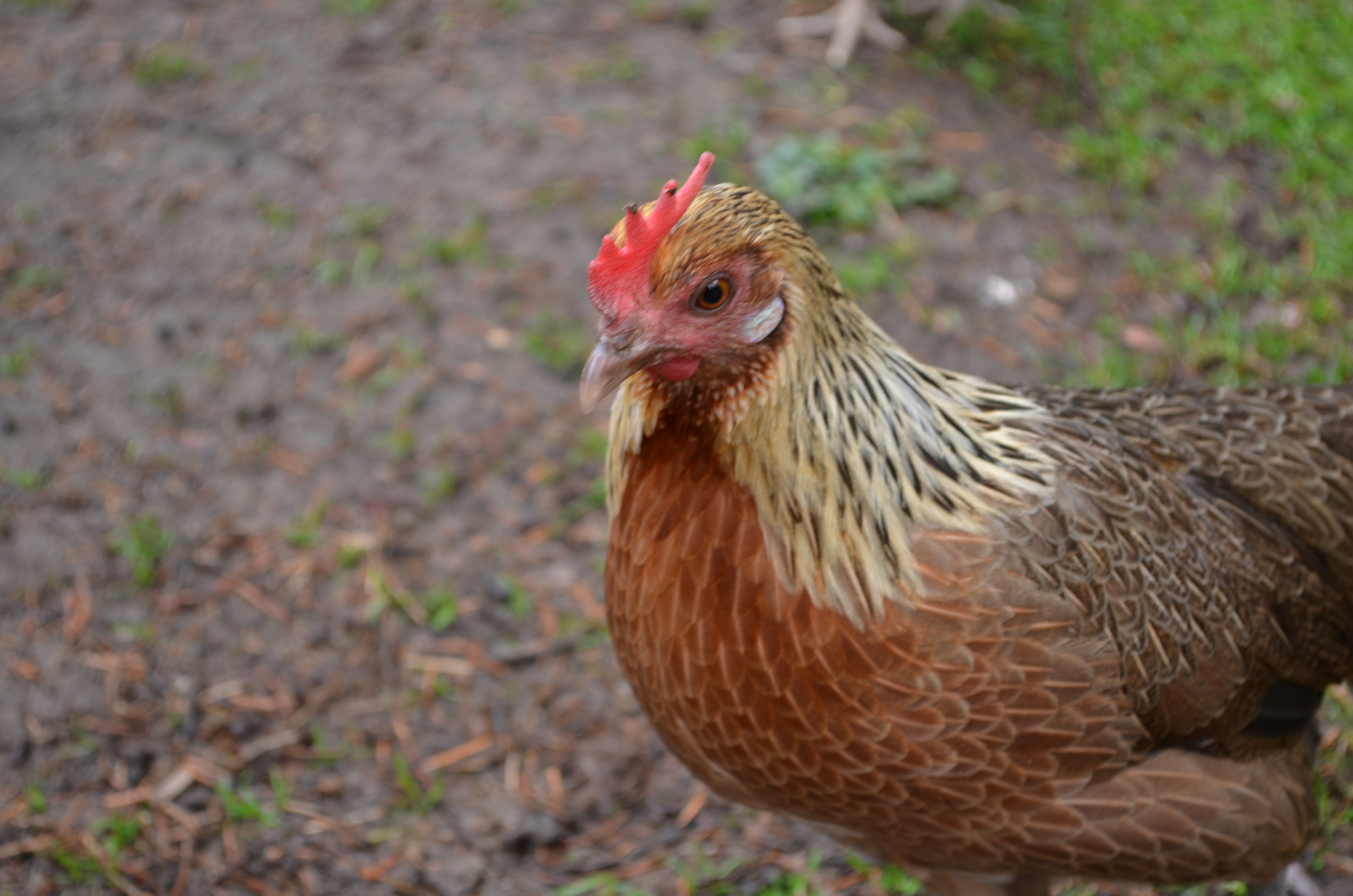 golden phoenix hen