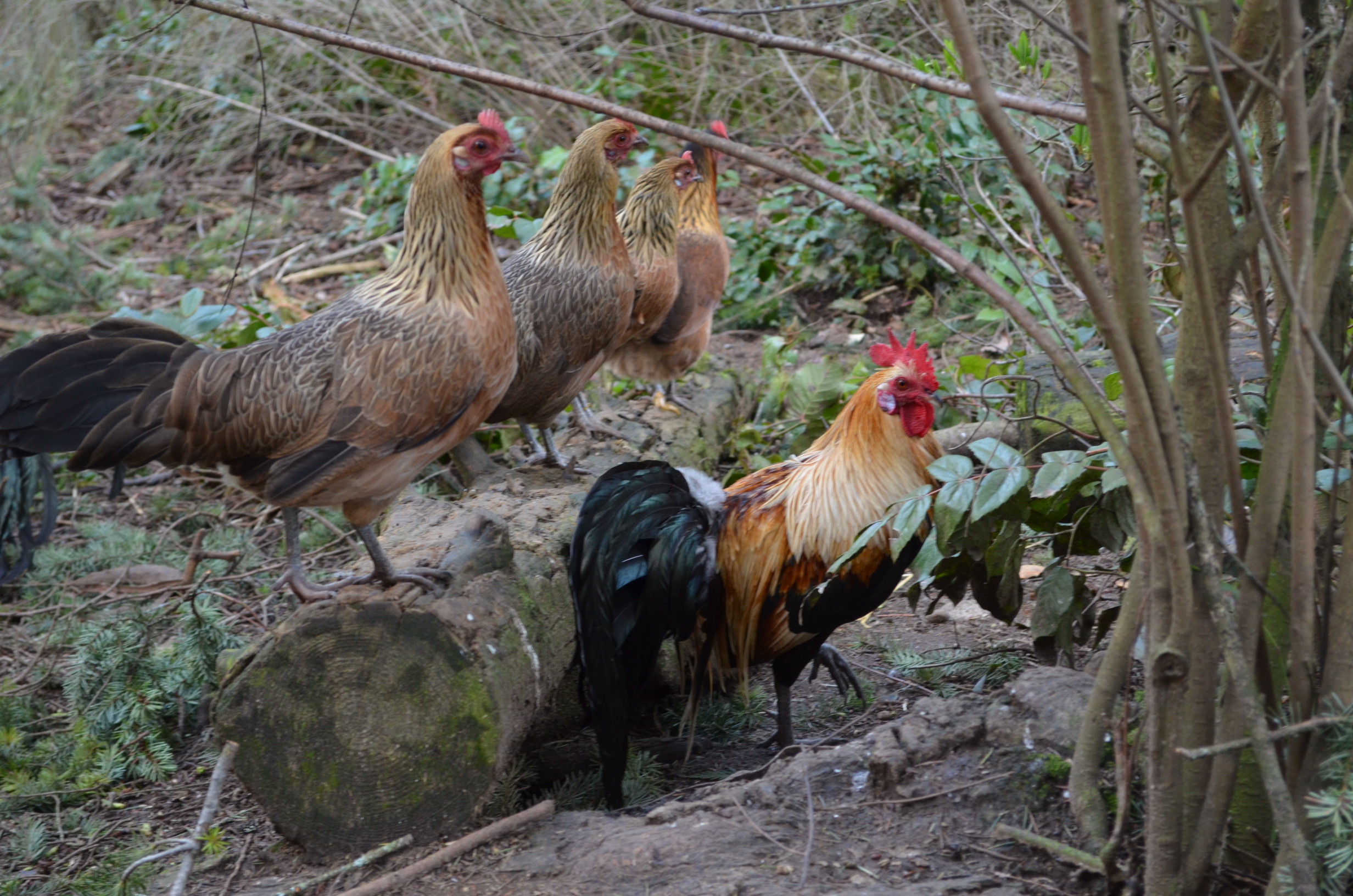 golden phoenix rooster and hens
