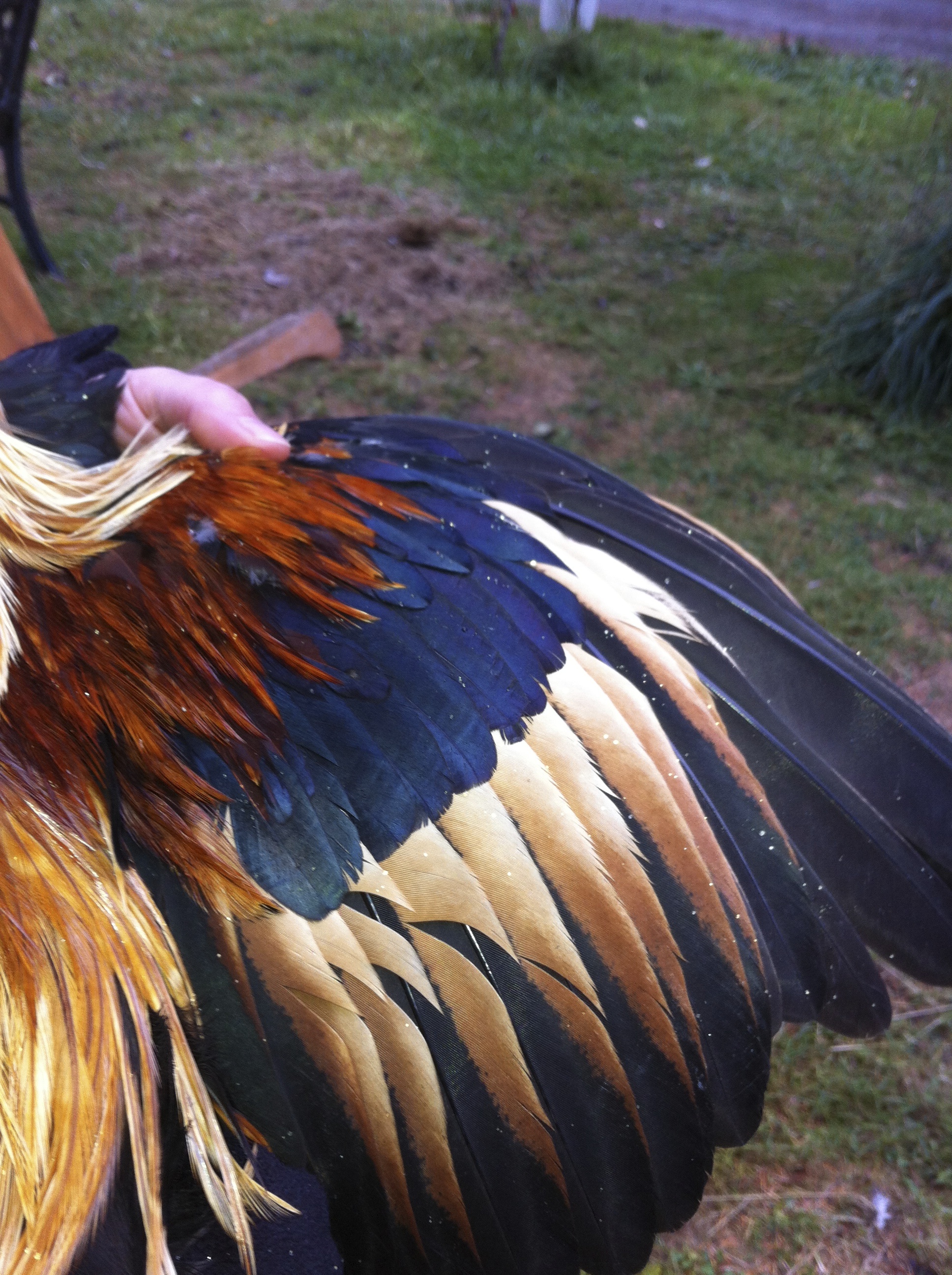 golden phoenix rooster wing