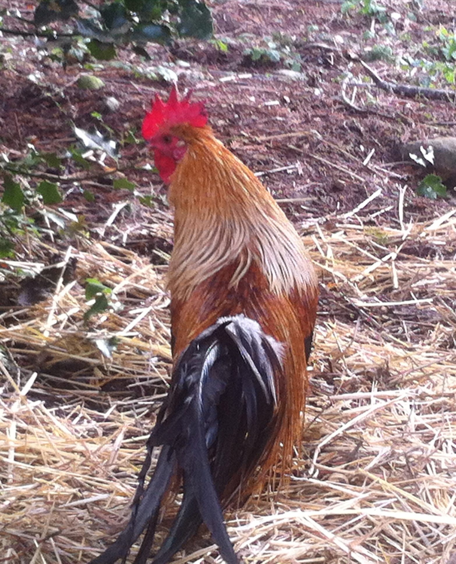 golden phoenix rooster