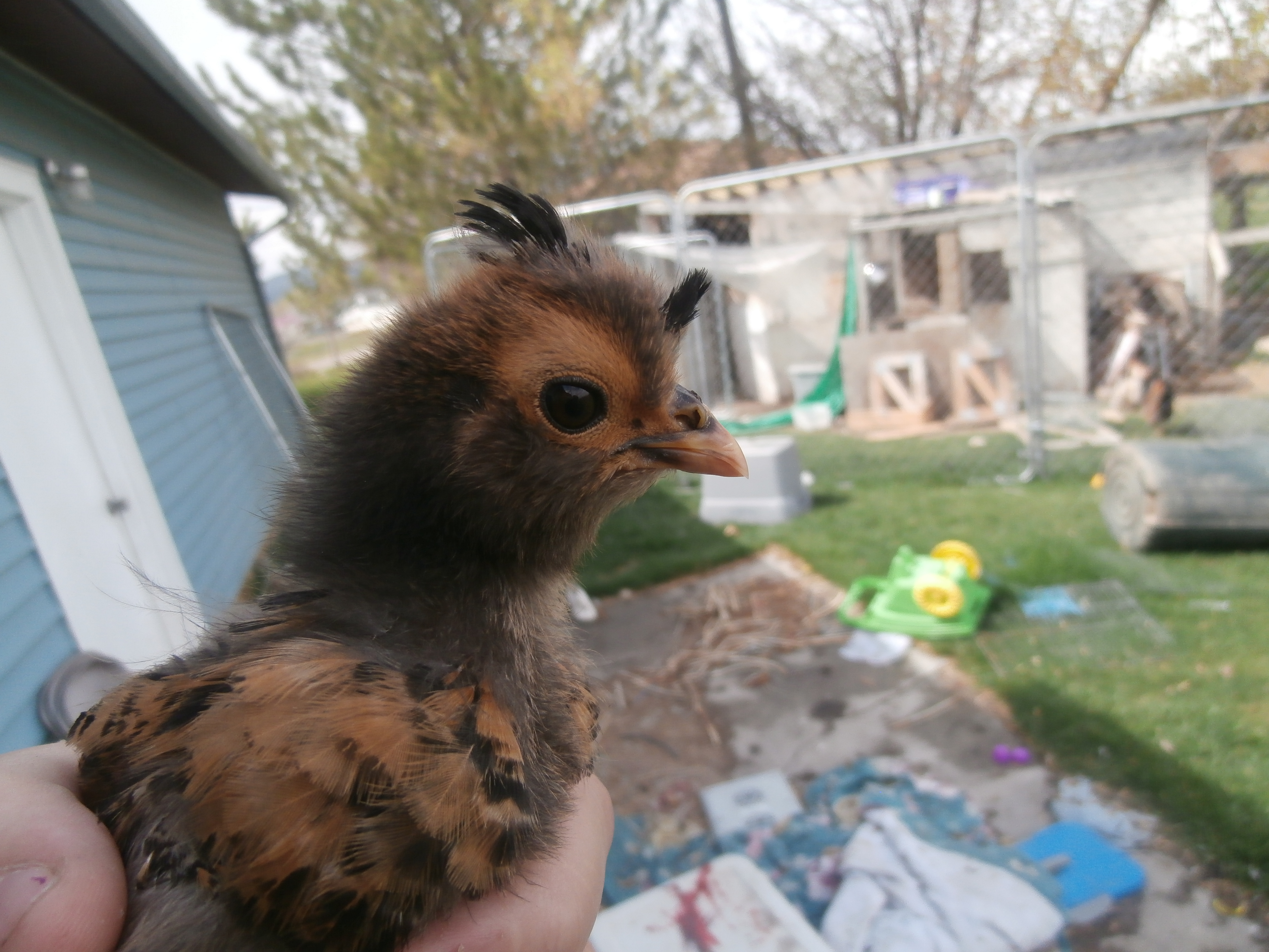 Golden Polish chick getting her first head feathers