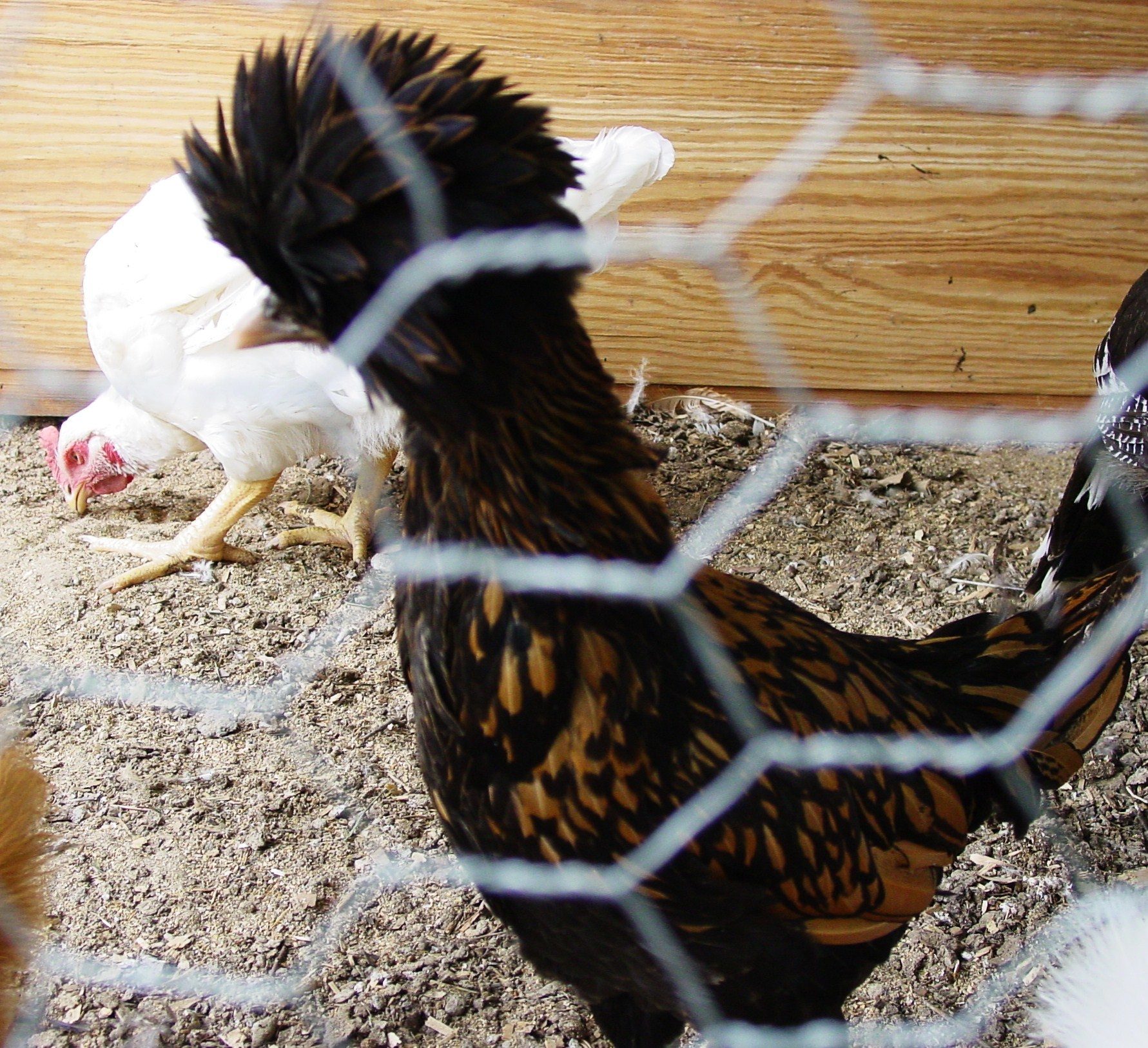 Golden /  Red Laced Polish