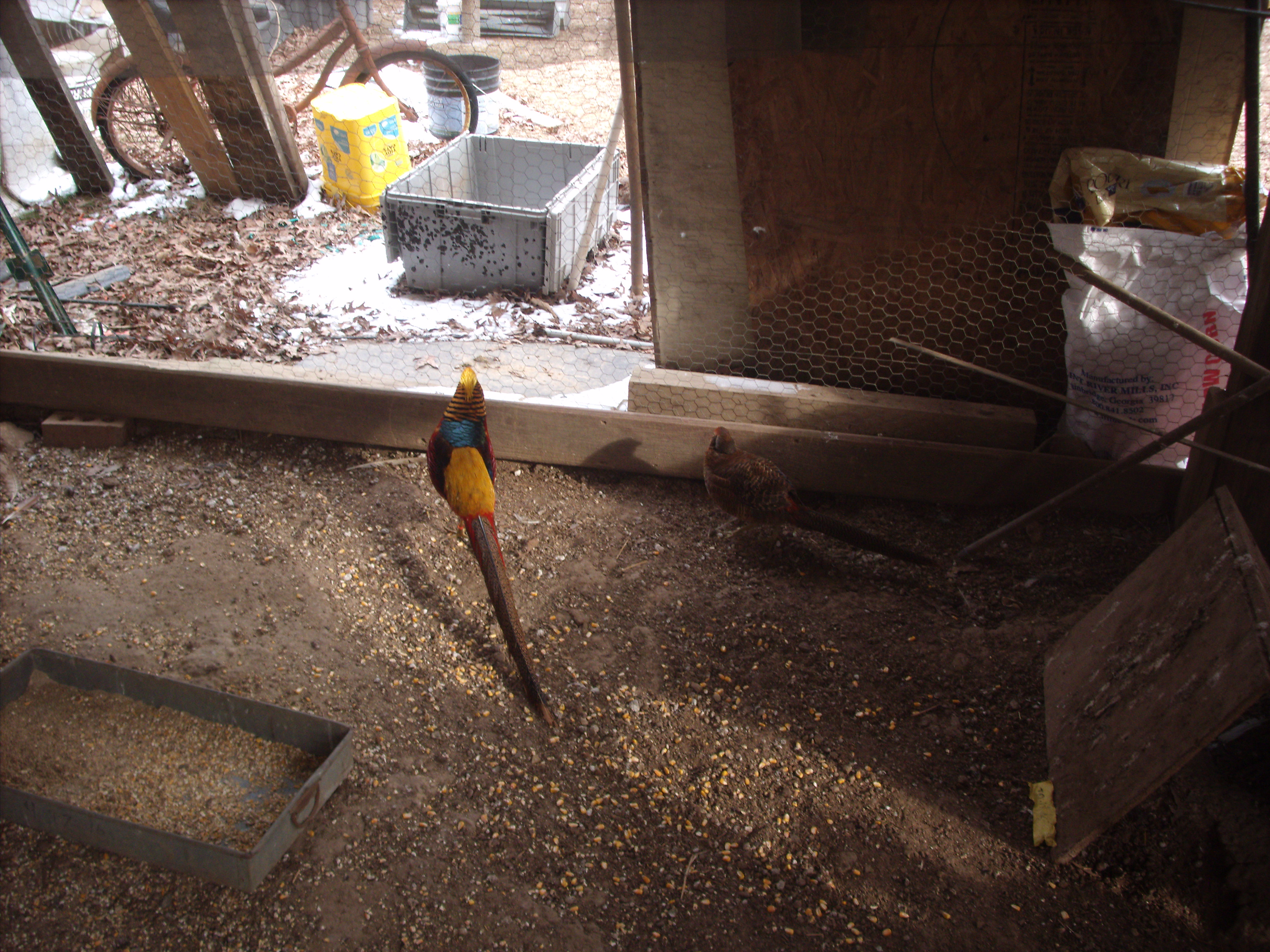 Golden Red Pheasants