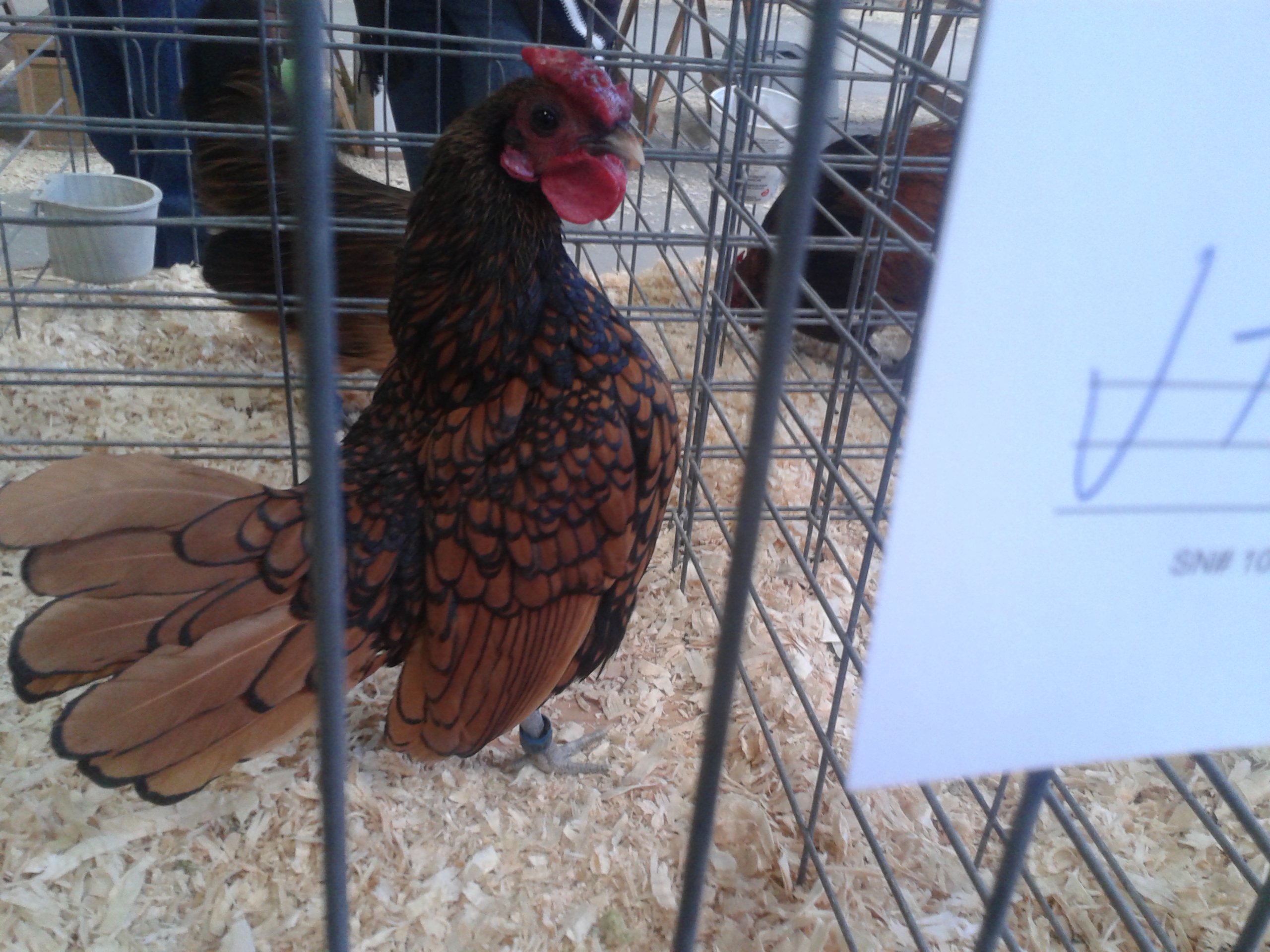 Golden Seabright, Best in Variety