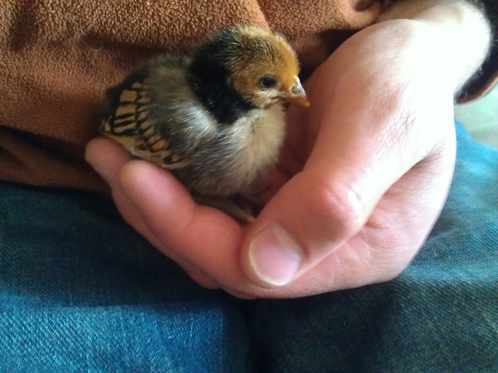 Golden Seabrite Bantam