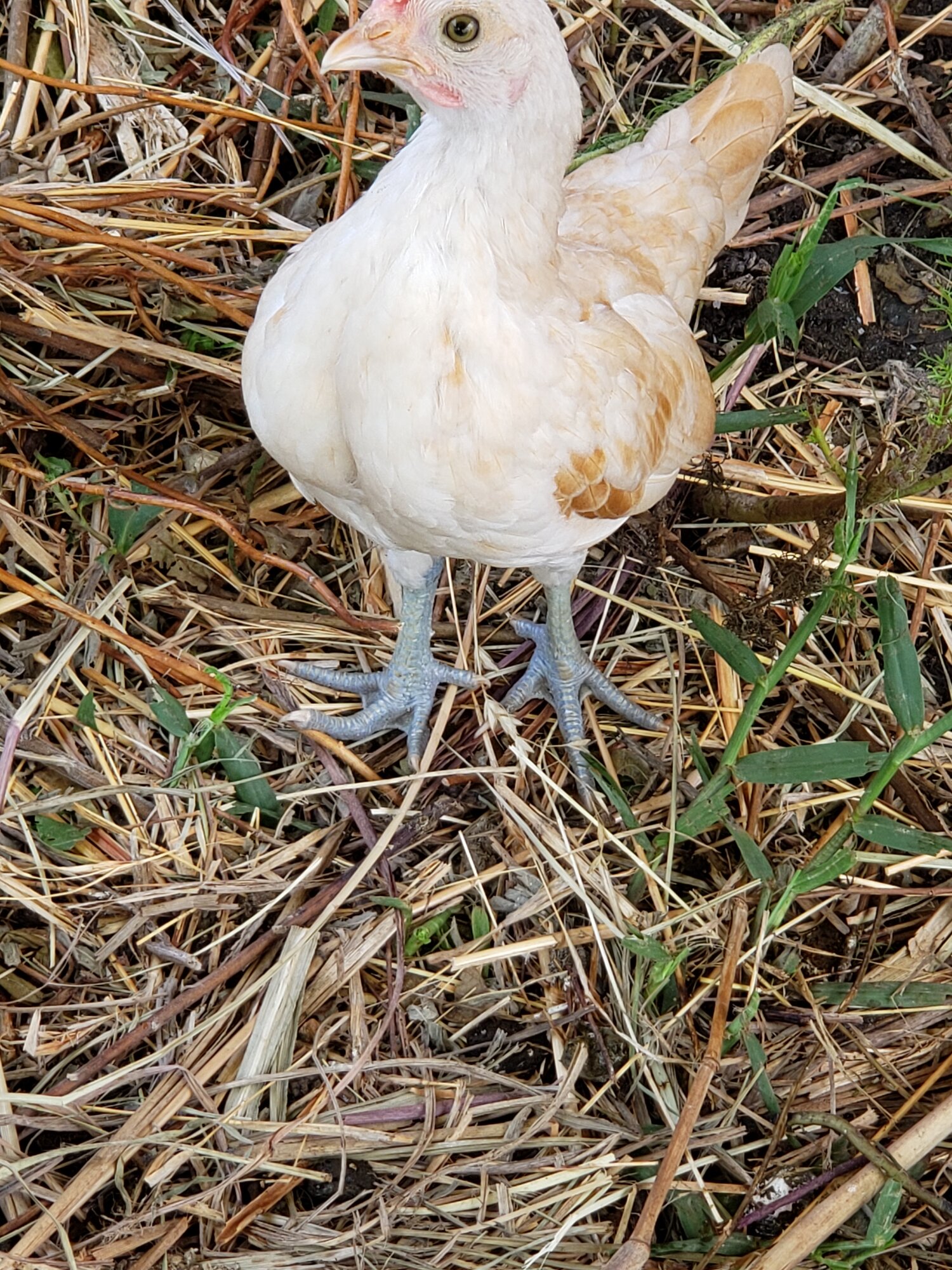 Golden sebright cockerel pic 1