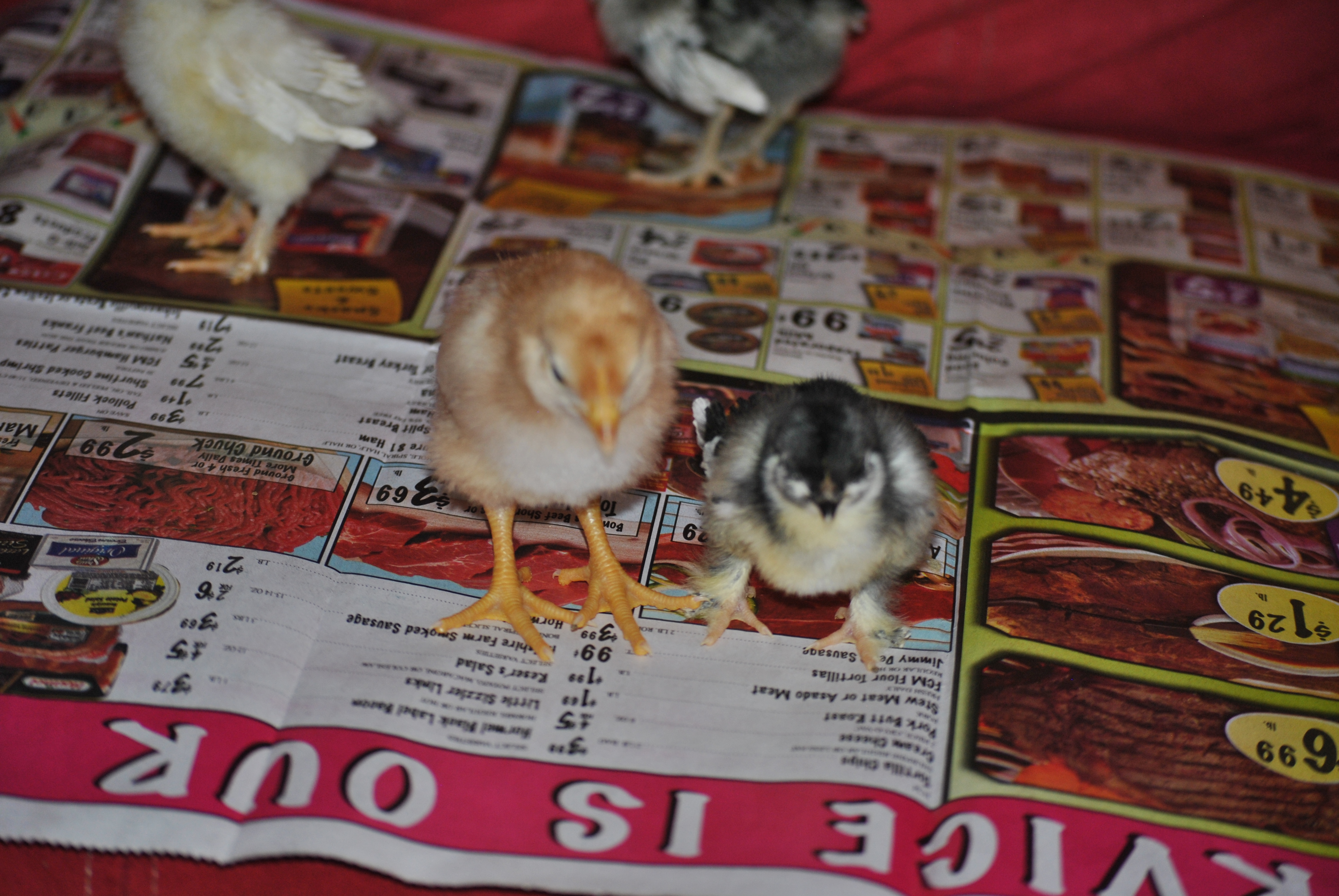 Golden Sex-Link and Frizzle, Nemo. Nemo always was such a small chick, we thought he wasn't going to make it at first. He is doing great now.