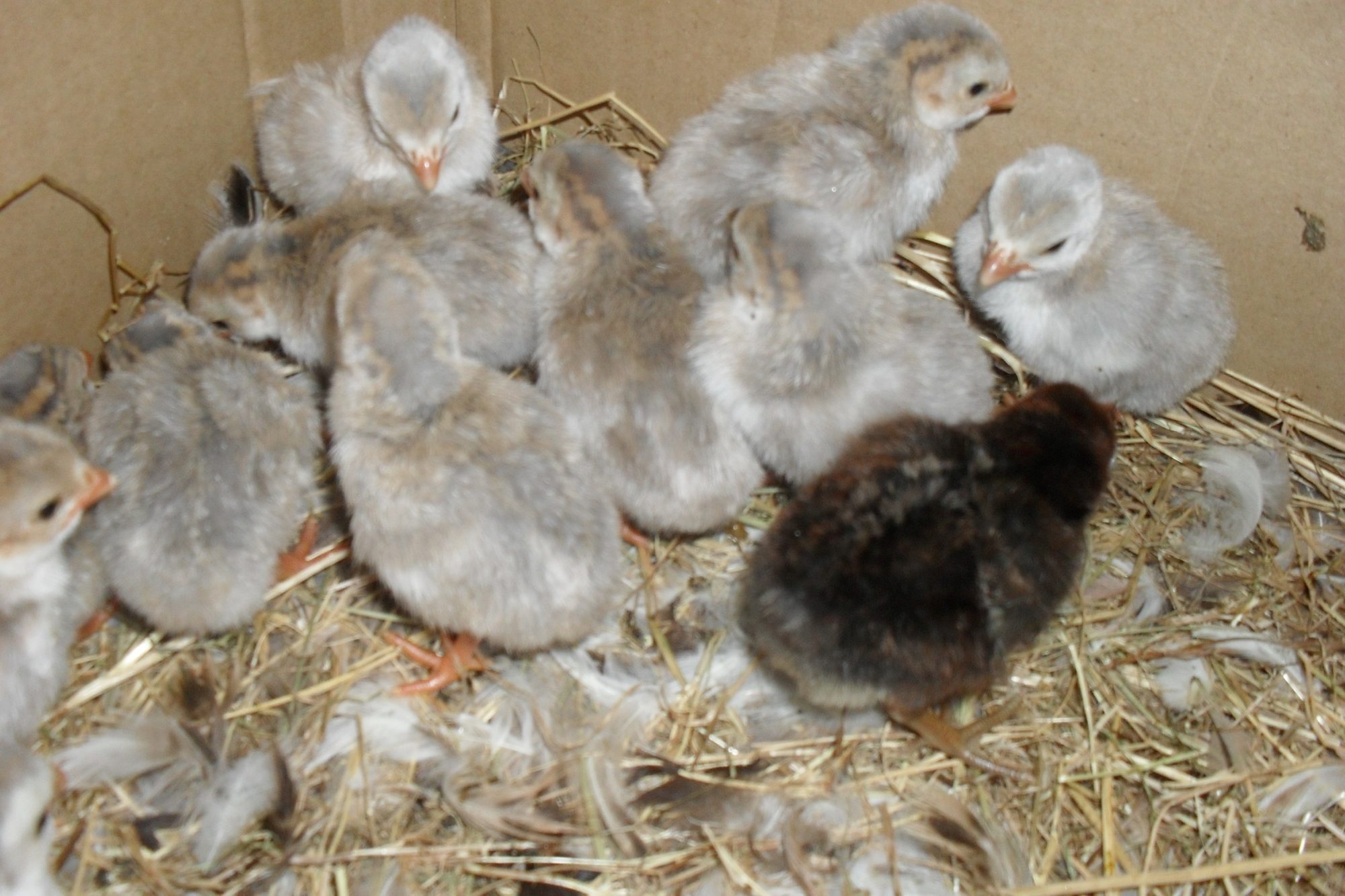 Golden Spangled Hamburg chick with Guinea Fowl Keets