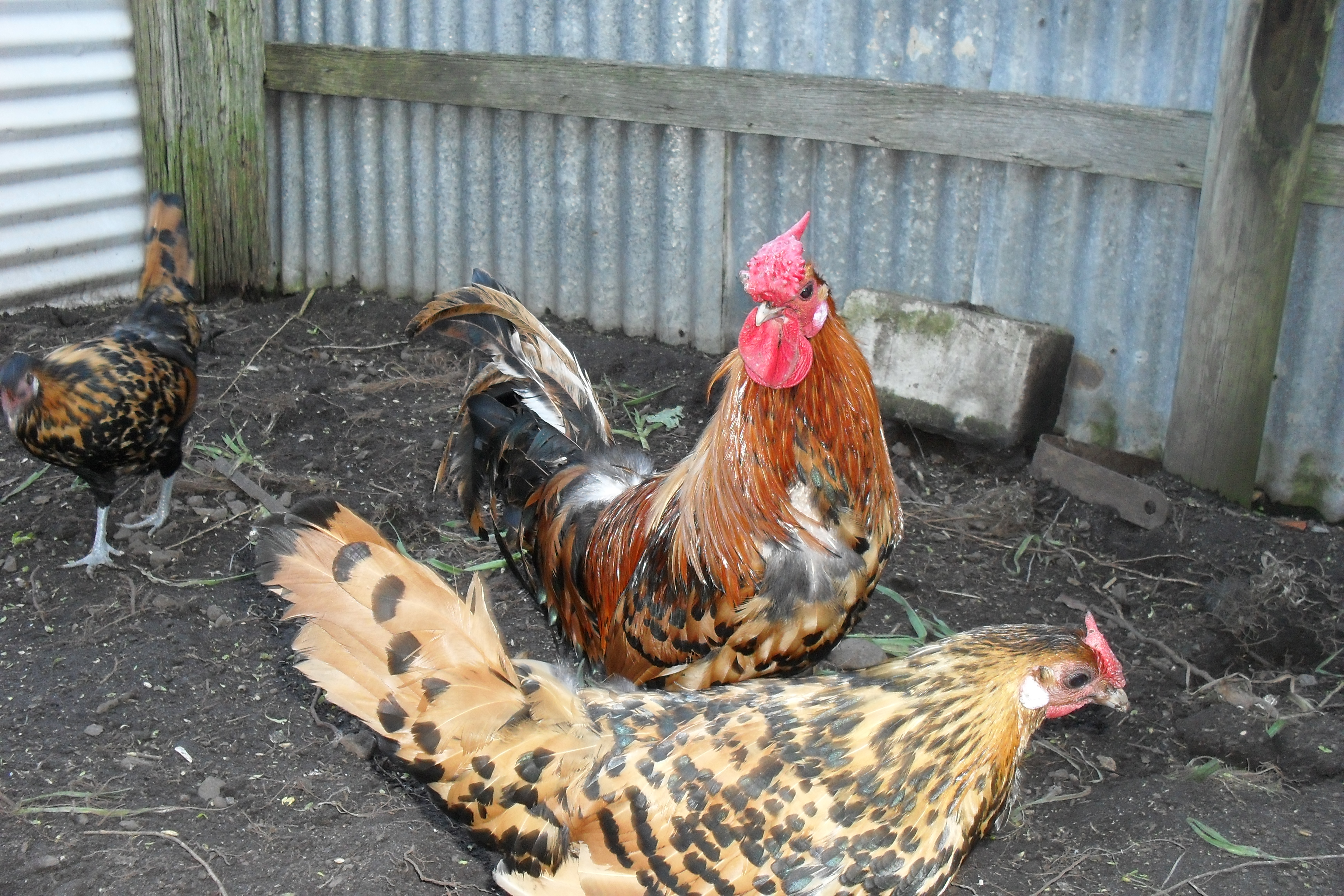Golden Spangled Hamburg  rooster& pullets.