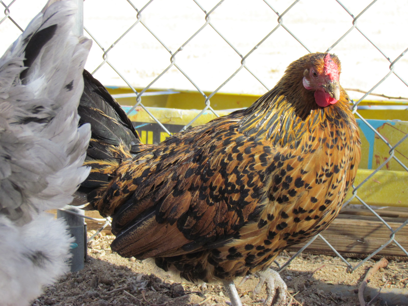 Golden Spangled Hamburg