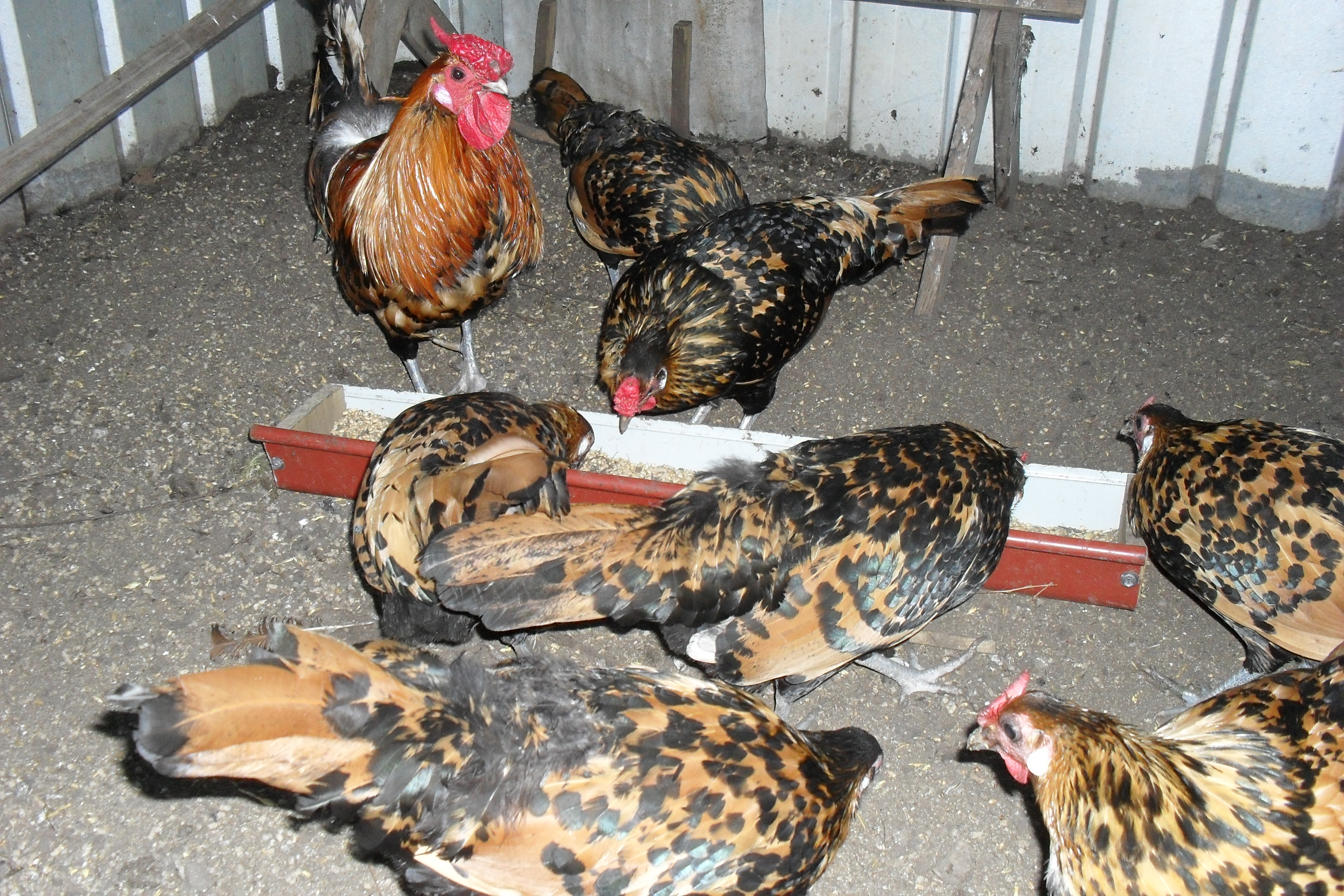 Golden Spangled Hamburgs.