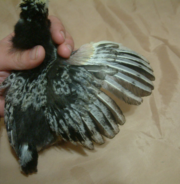 "Golden" Tolbunt sex-linked male wing-span. Showing the start of some decent lacing.