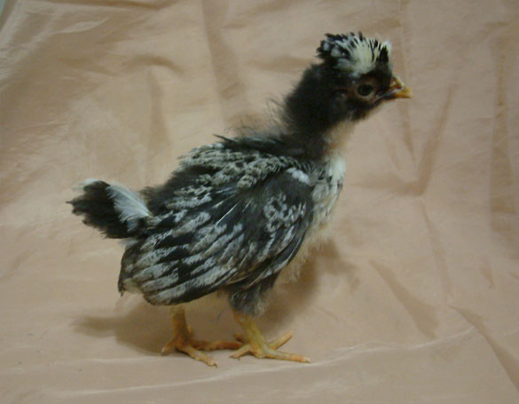 "Golden" Tolbunt. This is a sex-linked male who is tolbunt but carries both gold and silver genes.