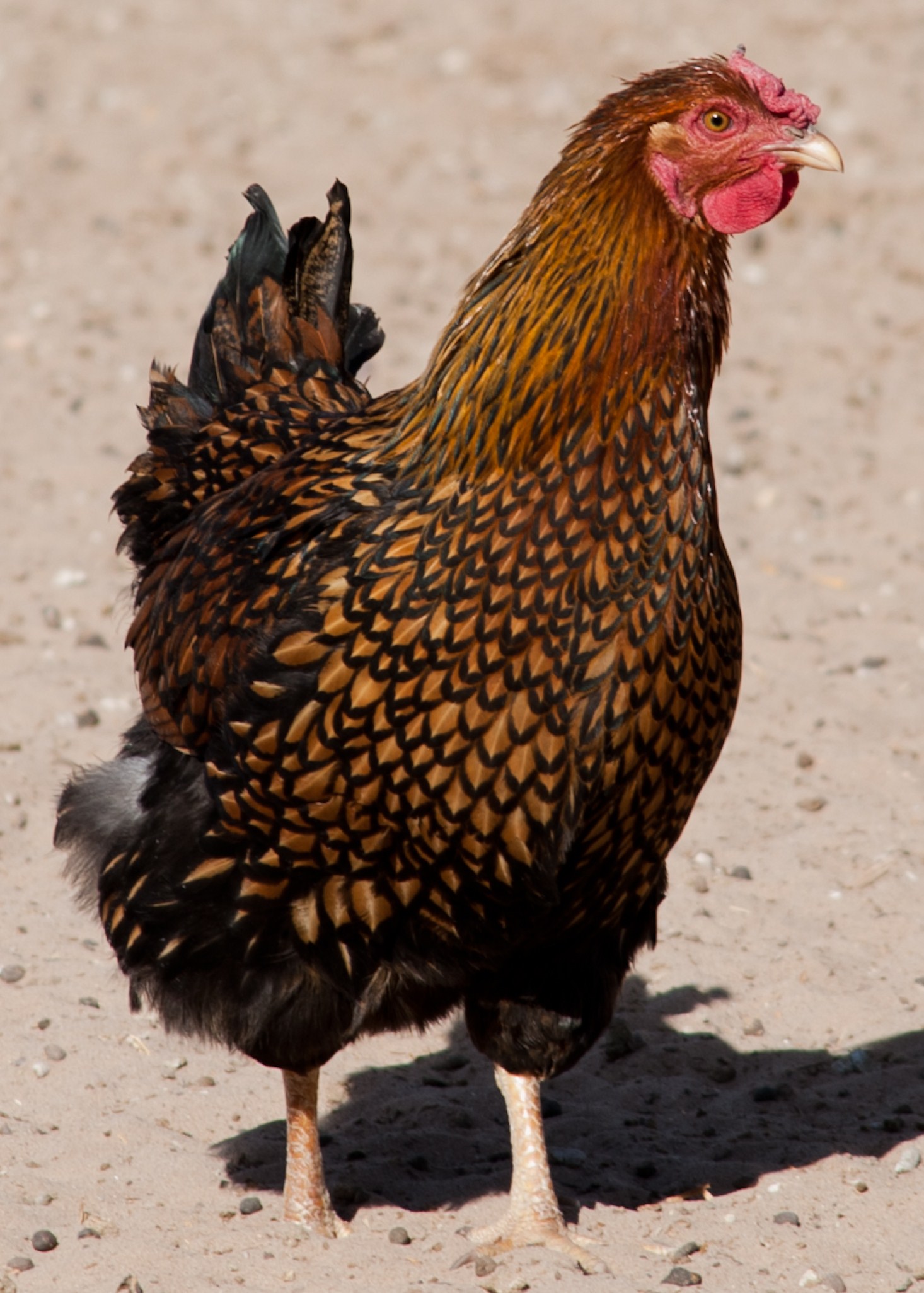 Golden Wyandotte hen