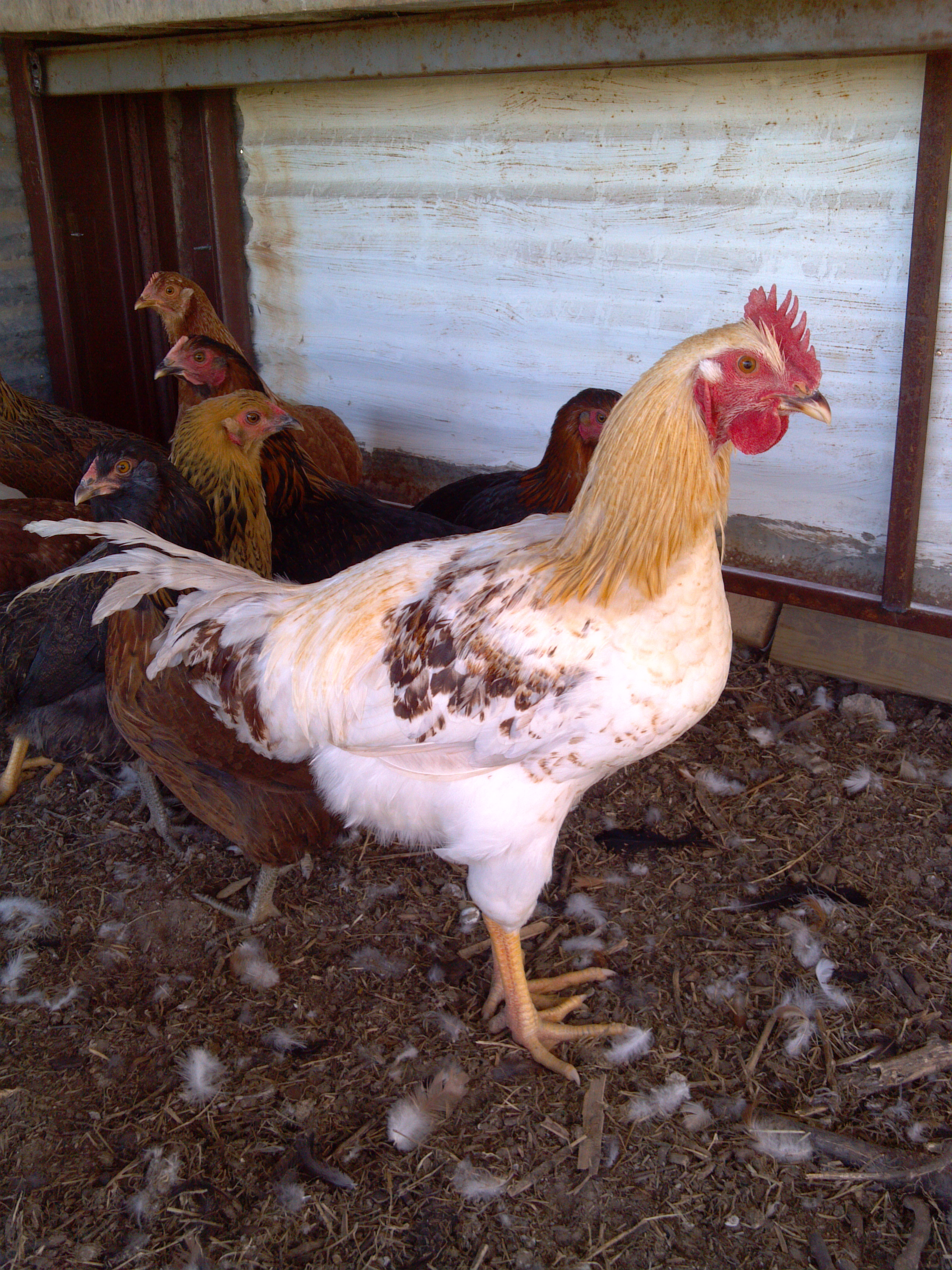 goldensexlink rooster