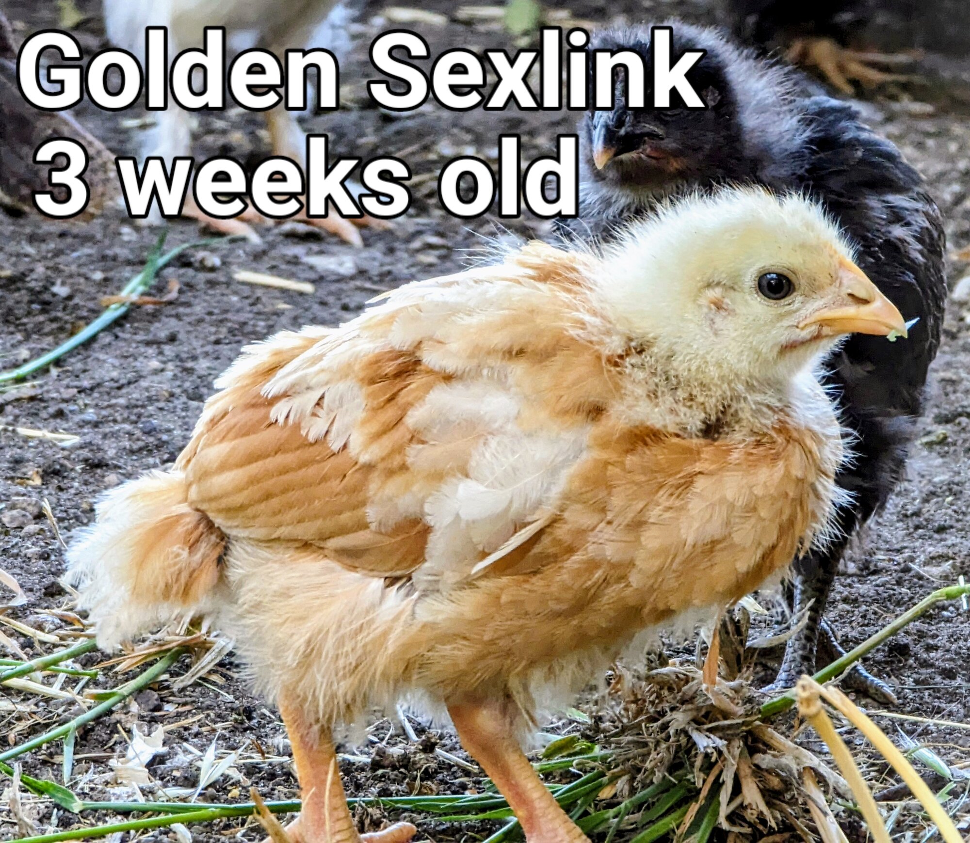 GoldenSexlink2.jpg