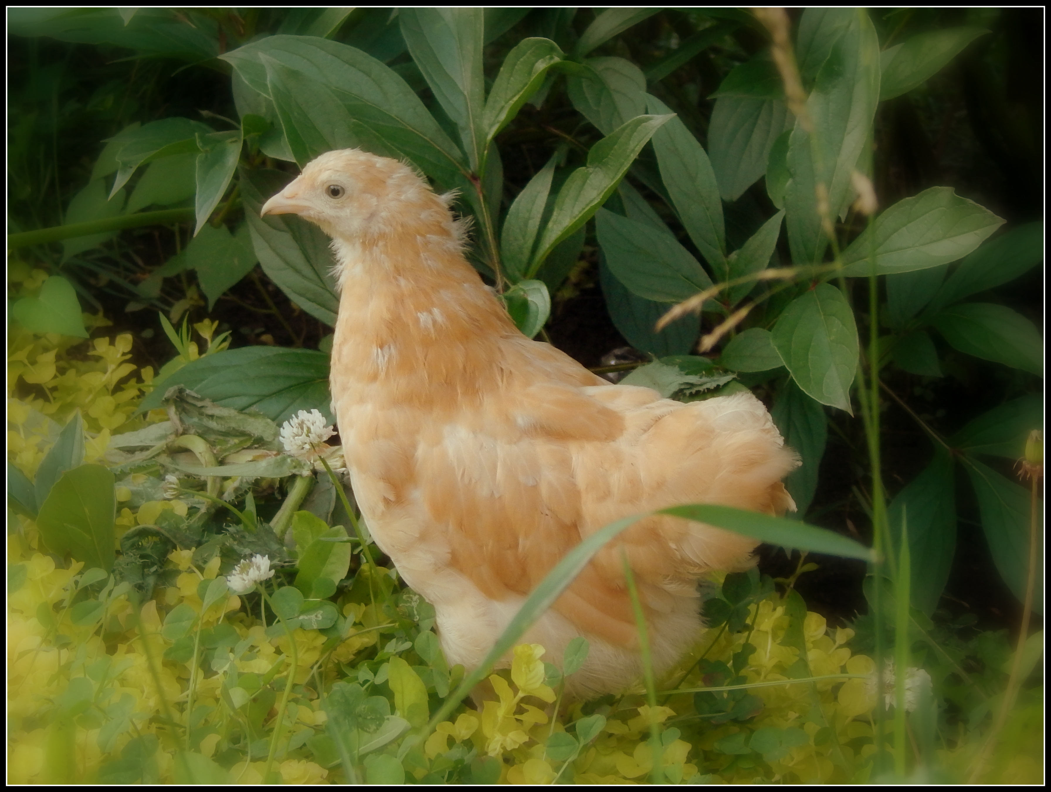 Goldie- 7 week old Buff Orpington