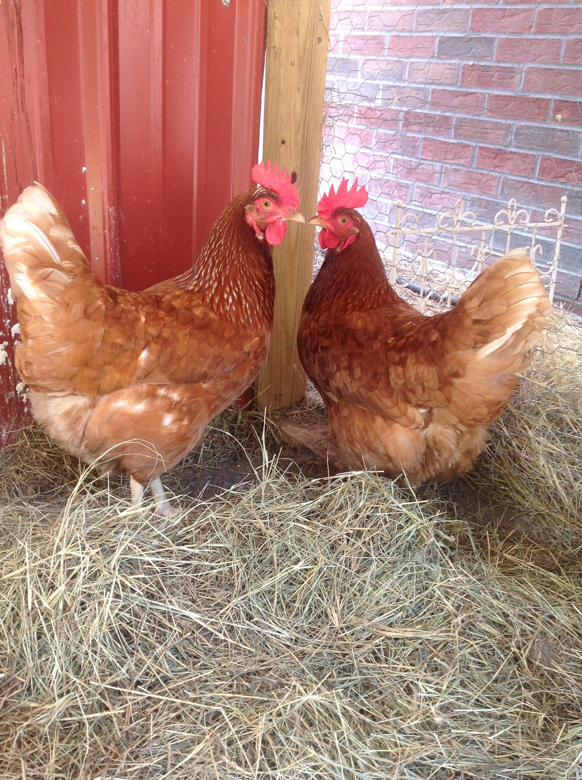 Goldie and Dolly stayed liked this so I could get some great pics.