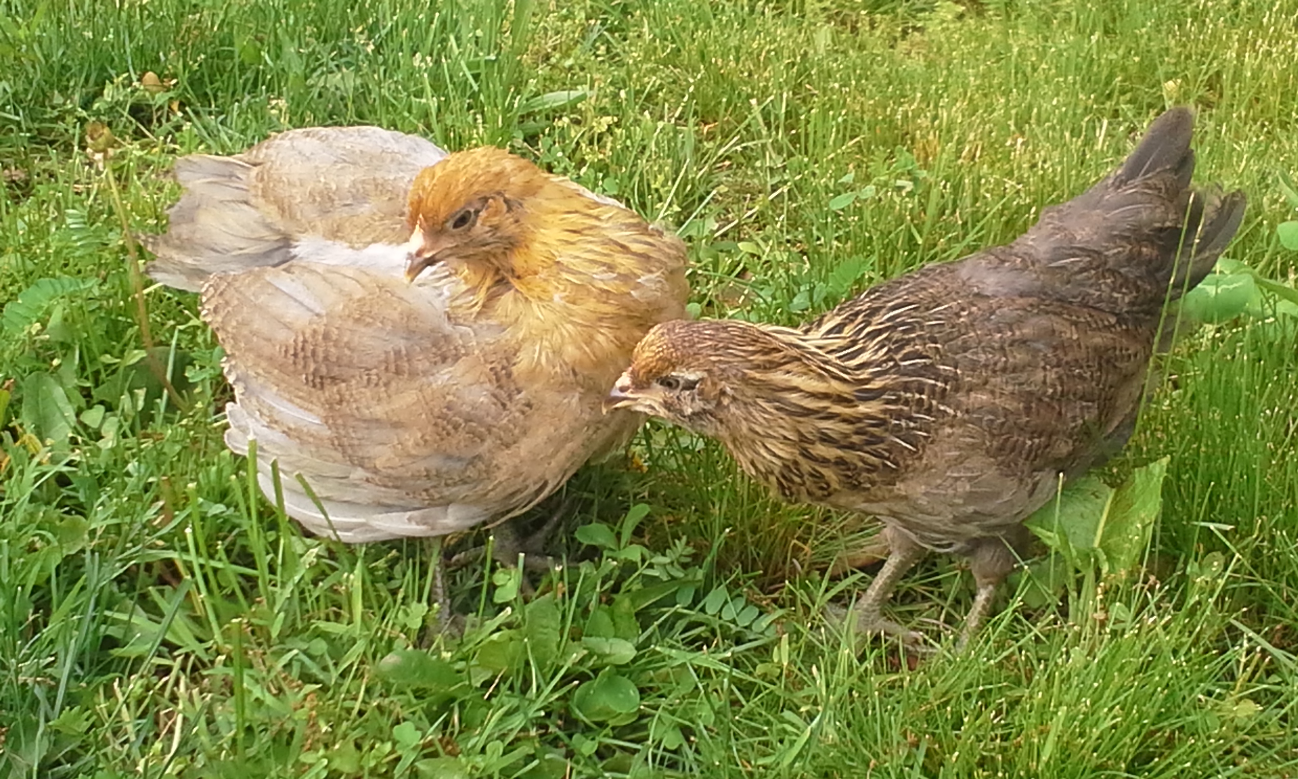Goldie and Hawkgirl (until our daughter comes up with new names) growing up fast (5 weeks old)