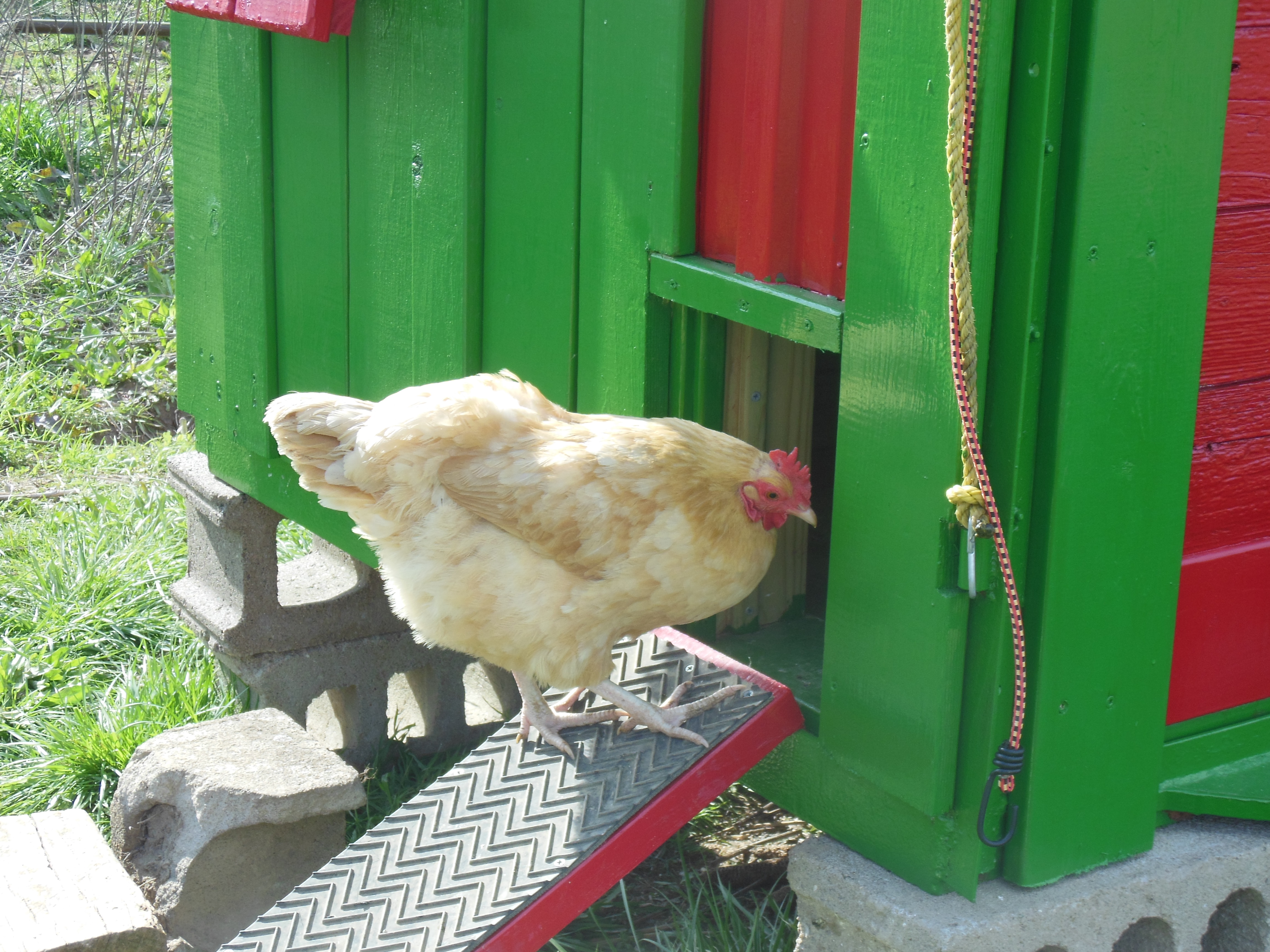 Goldie checking out the Hen-a-bago