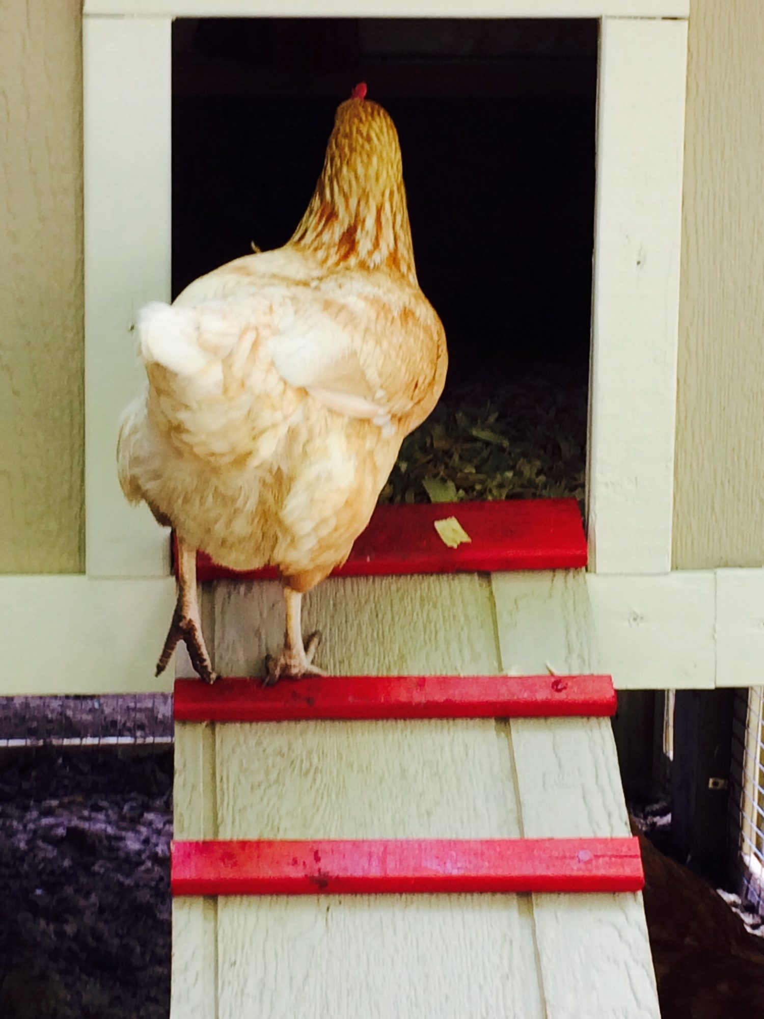Goldie demonstrating the ease of access with the ladder steps.