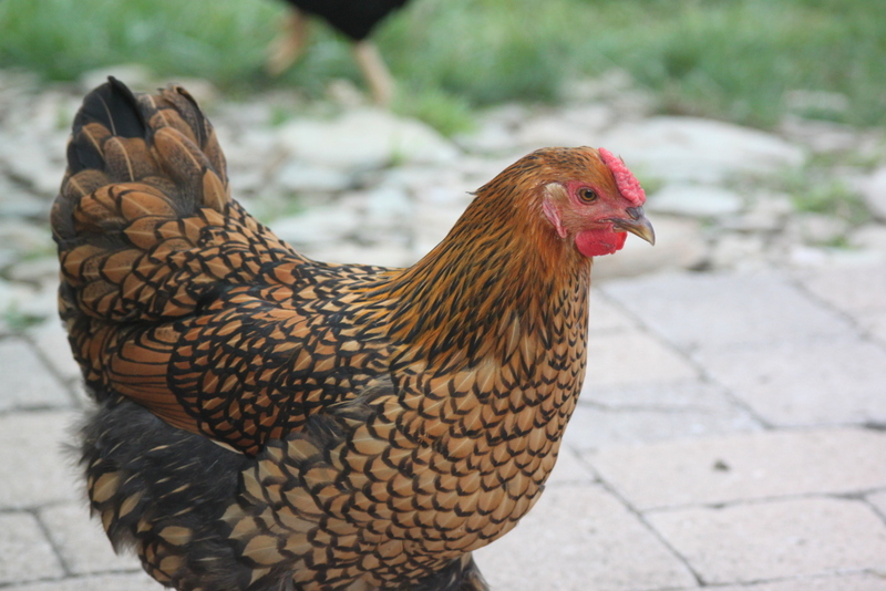 Goldie enjoying the day.
