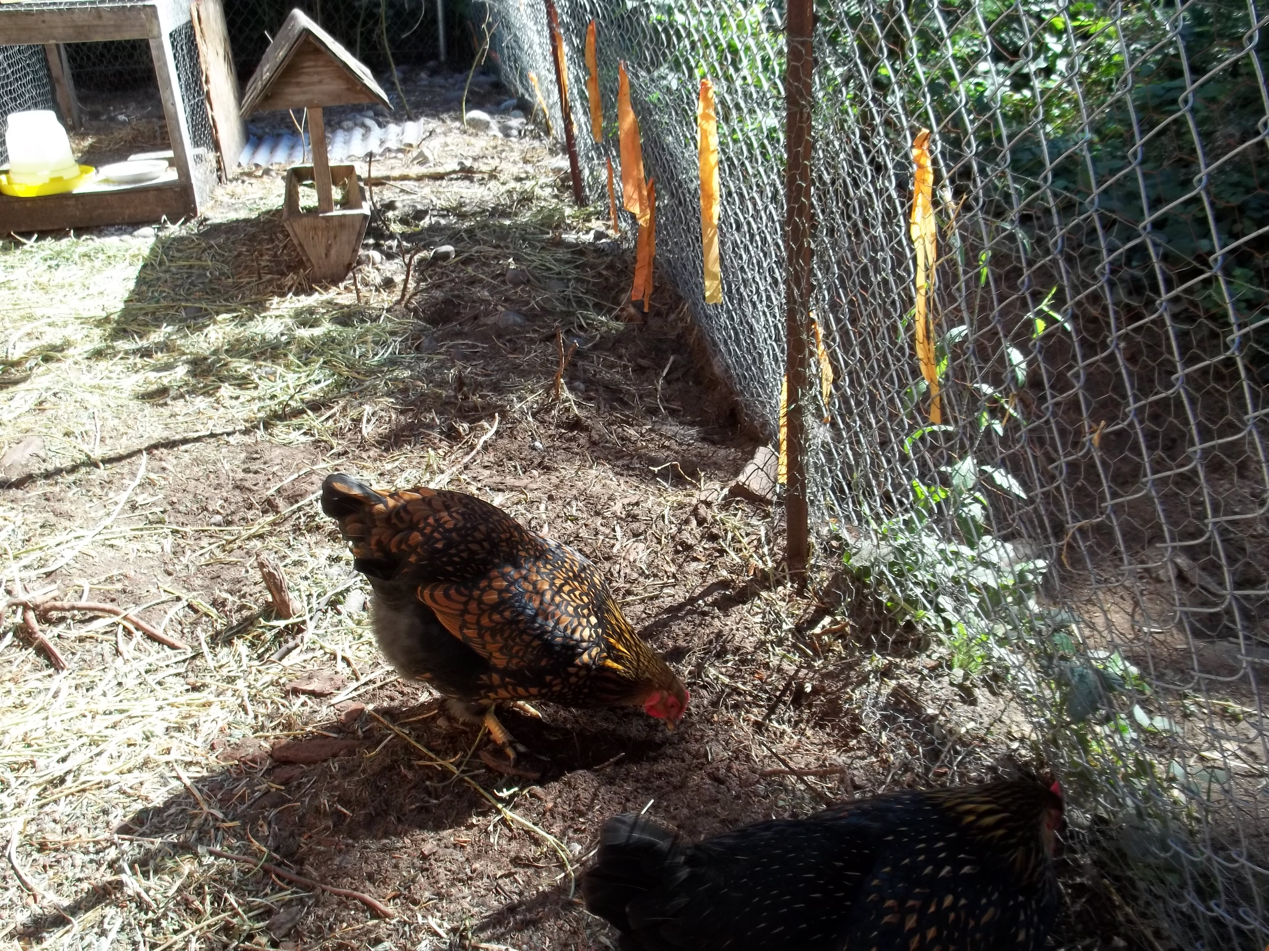 Goldie enjoying the sunshine in part of the chicken runn.