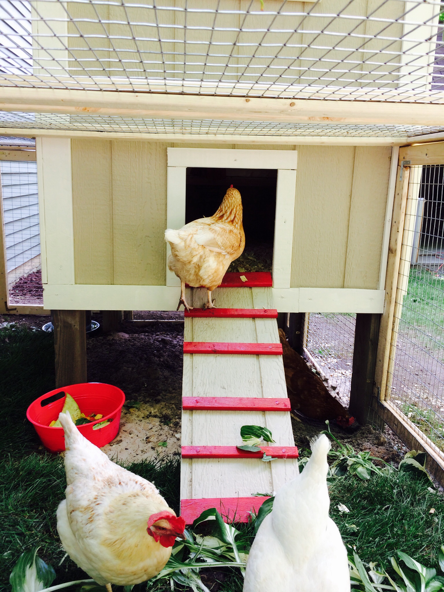 Goldie going back into the coop.