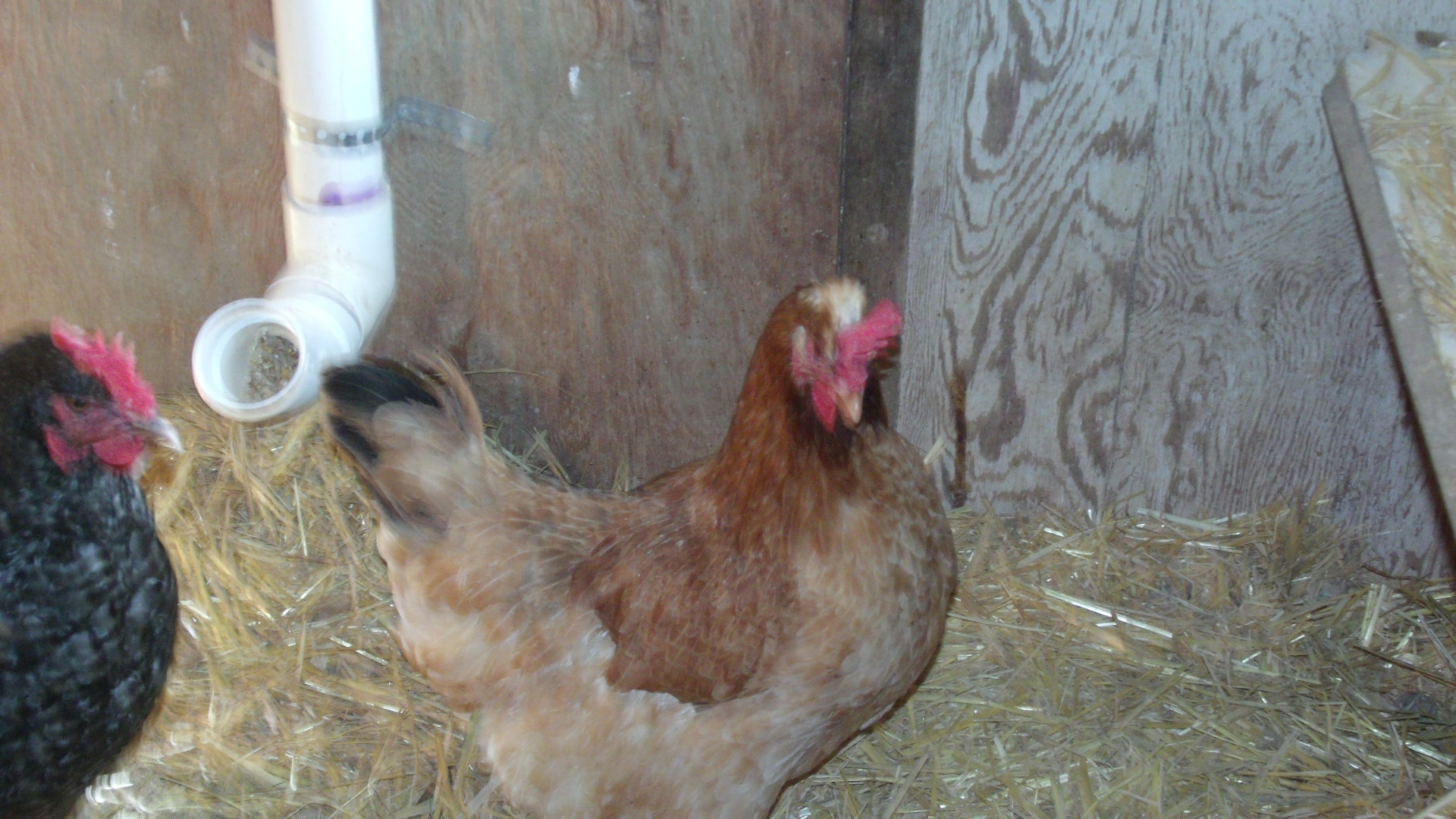 Goldie lays an almost purple egg.