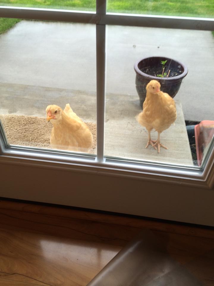 Goldie & Lox looking to forage in the house ~