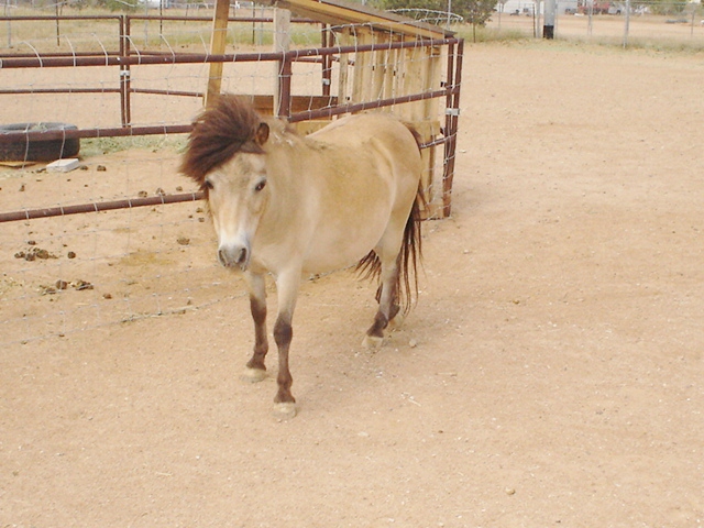 Goldie mini horse 4 yrs old